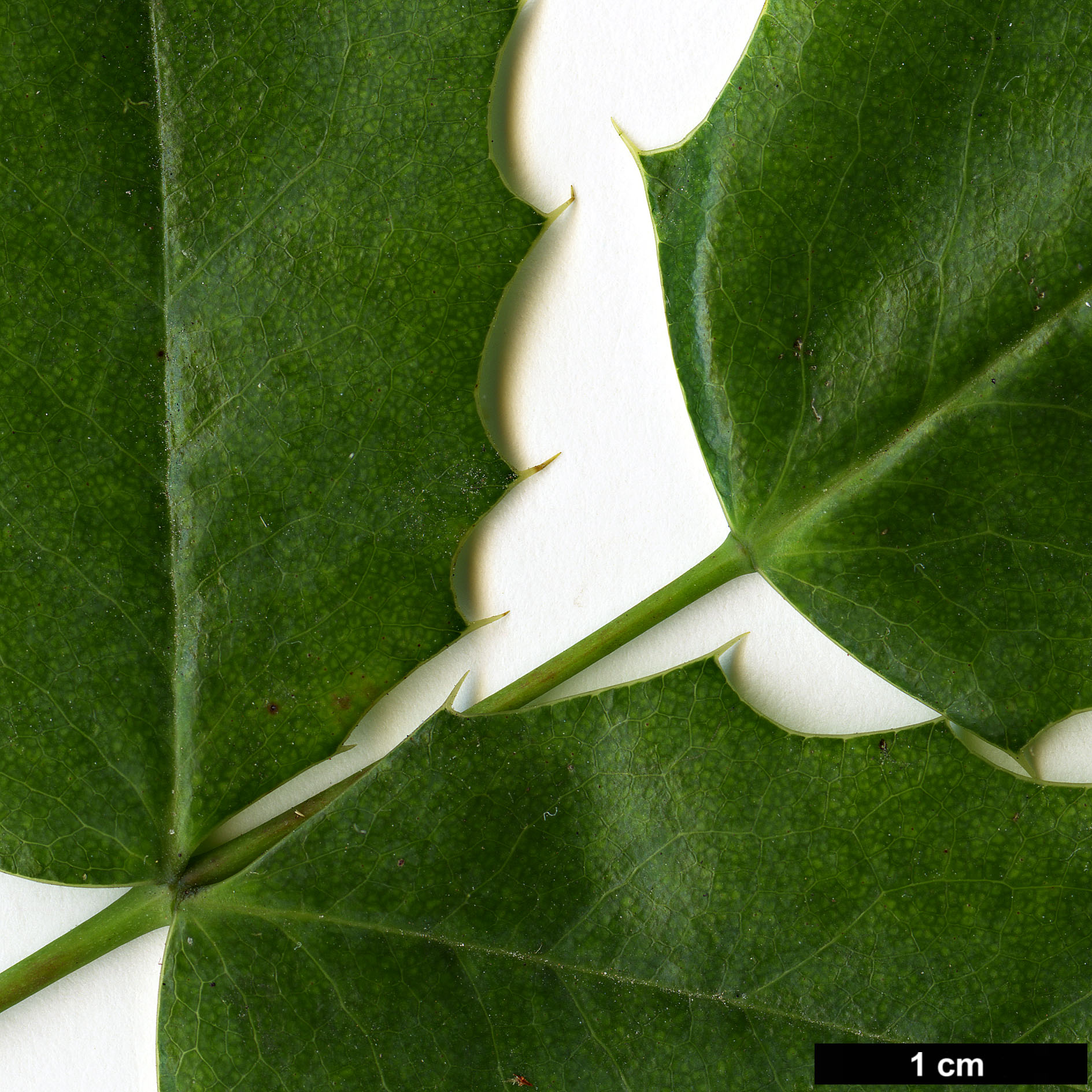 High resolution image: Family: Berberidaceae - Genus: Mahonia - Taxon: pinnata