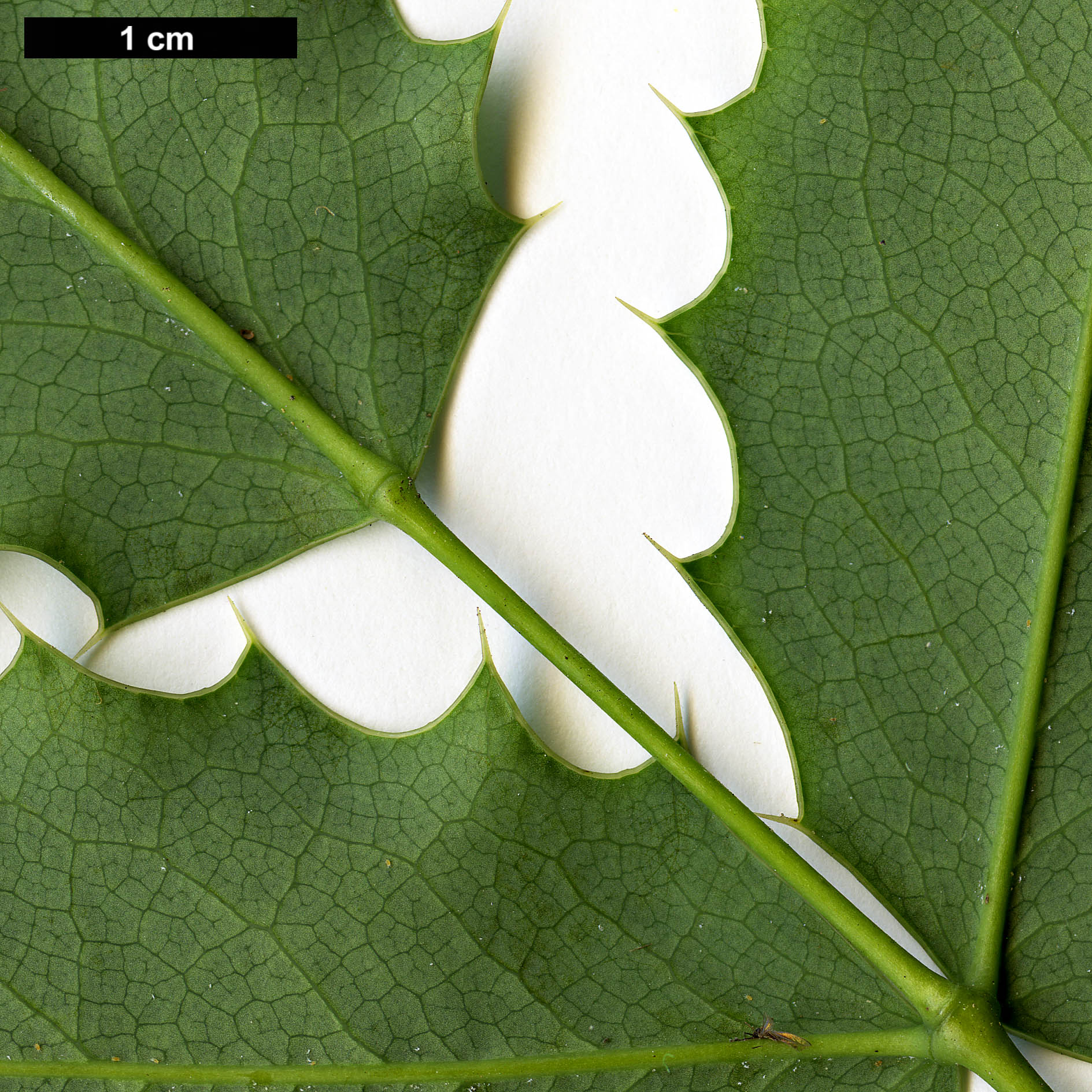 High resolution image: Family: Berberidaceae - Genus: Mahonia - Taxon: pinnata