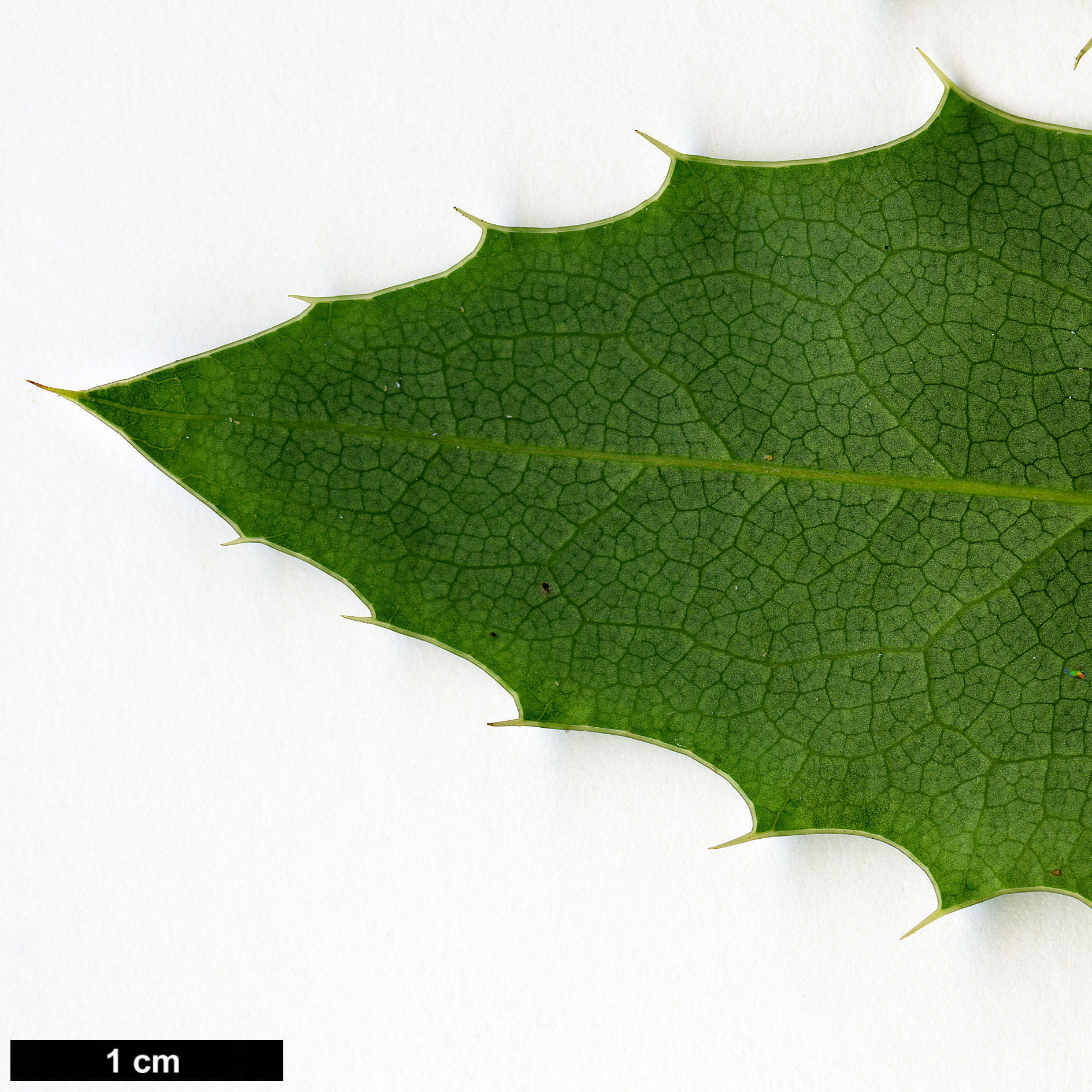 High resolution image: Family: Berberidaceae - Genus: Mahonia - Taxon: pinnata