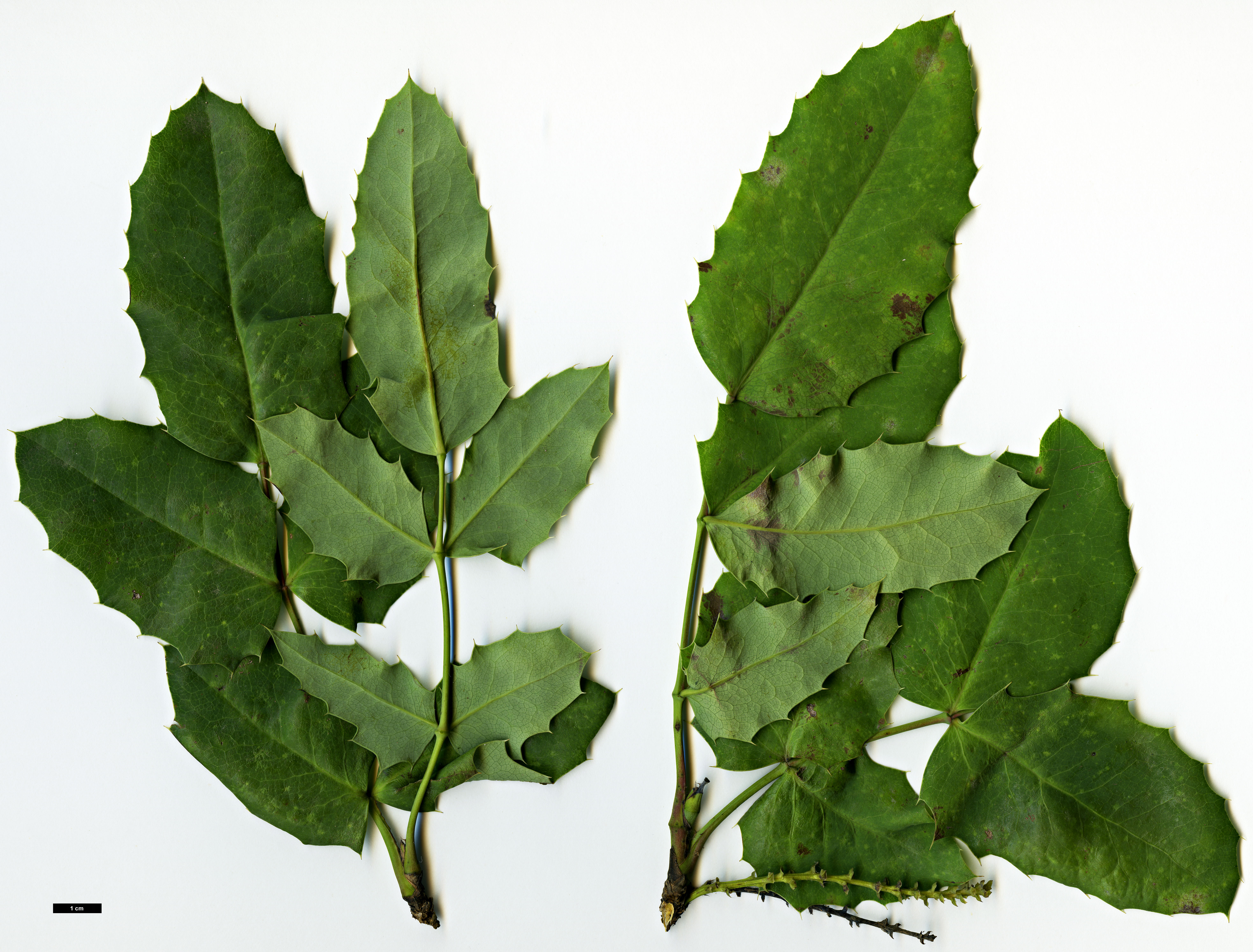 High resolution image: Family: Berberidaceae - Genus: Mahonia - Taxon: pinnata