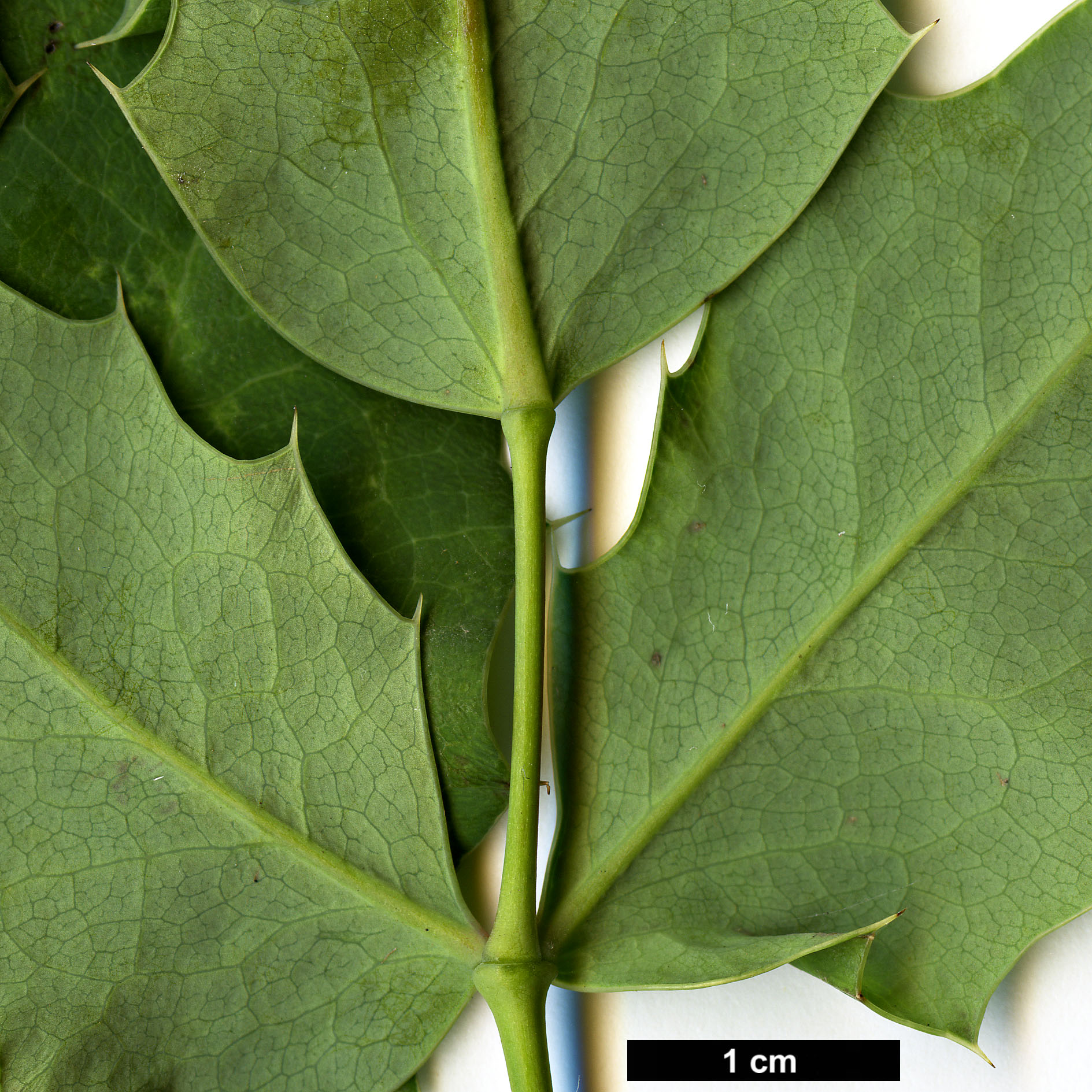 High resolution image: Family: Berberidaceae - Genus: Mahonia - Taxon: pinnata