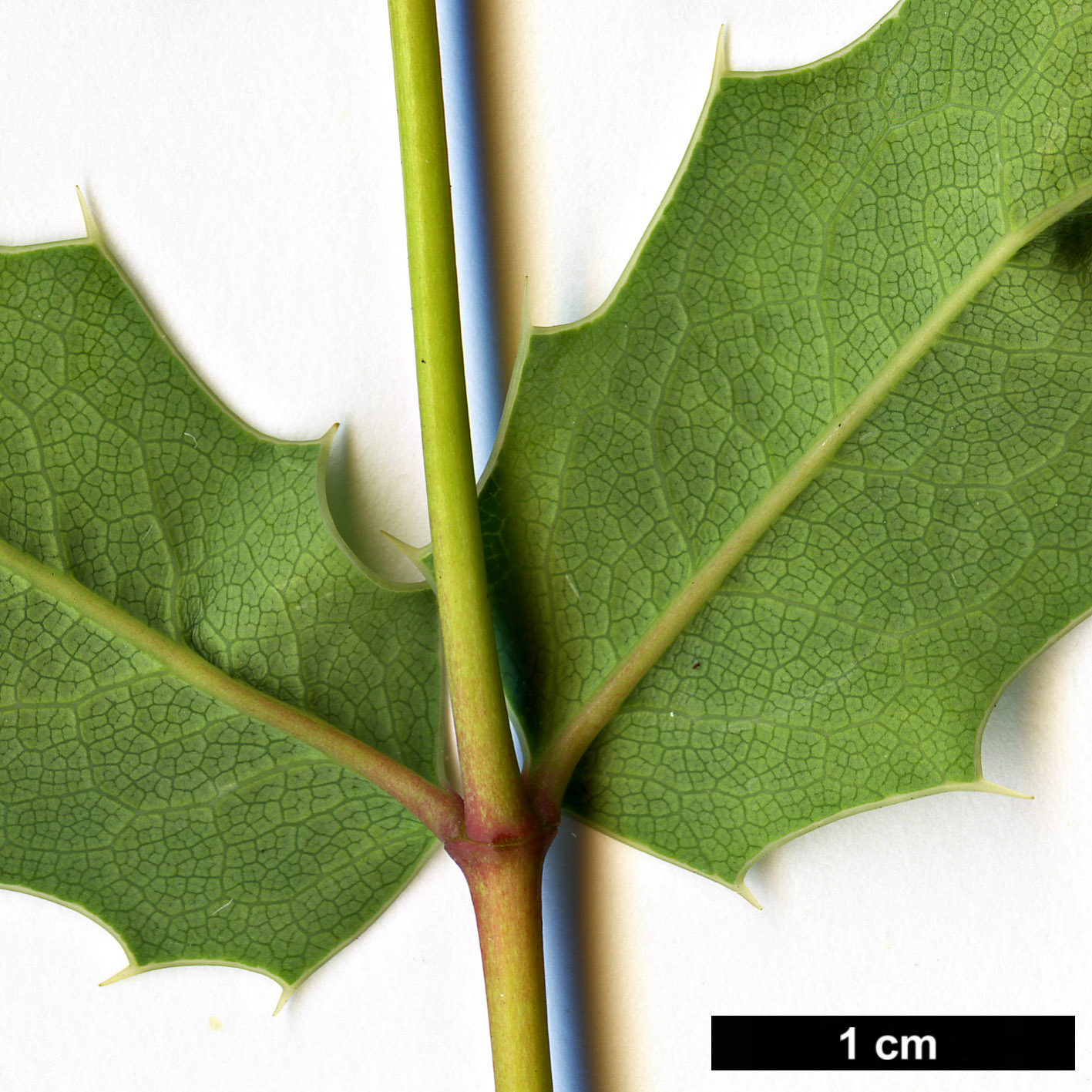 High resolution image: Family: Berberidaceae - Genus: Mahonia - Taxon: pinnata