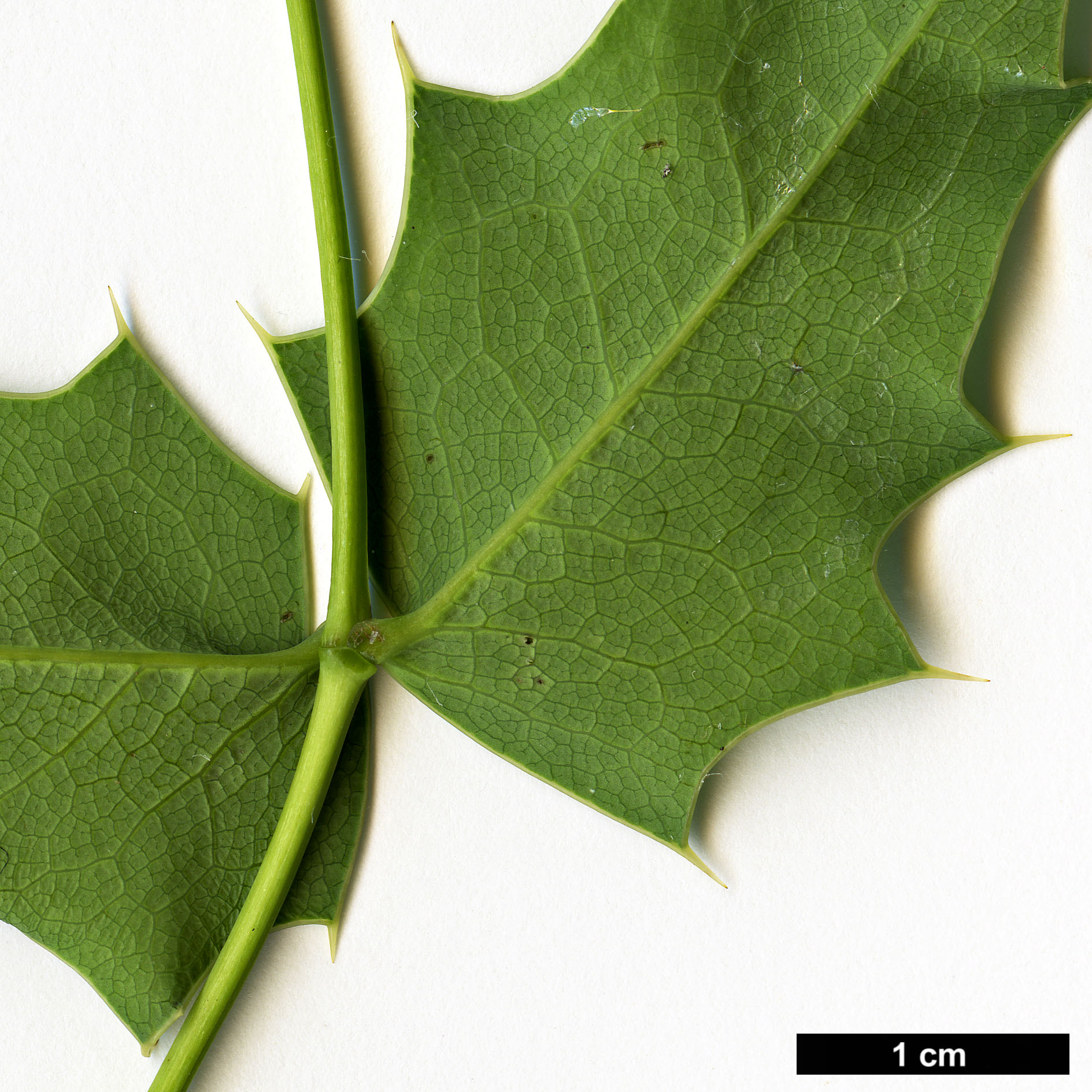 High resolution image: Family: Berberidaceae - Genus: Mahonia - Taxon: pinnata