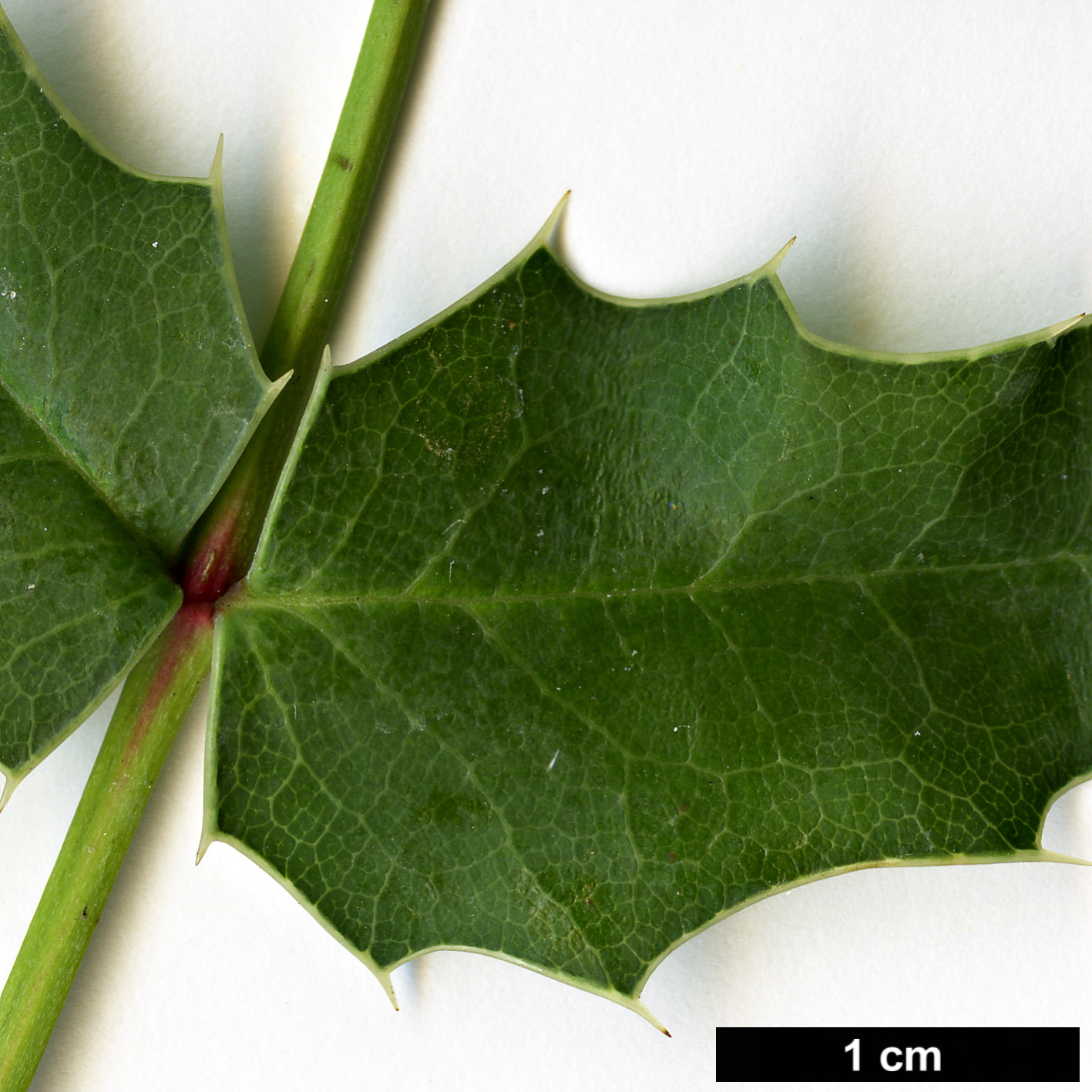 High resolution image: Family: Berberidaceae - Genus: Mahonia - Taxon: pinnata