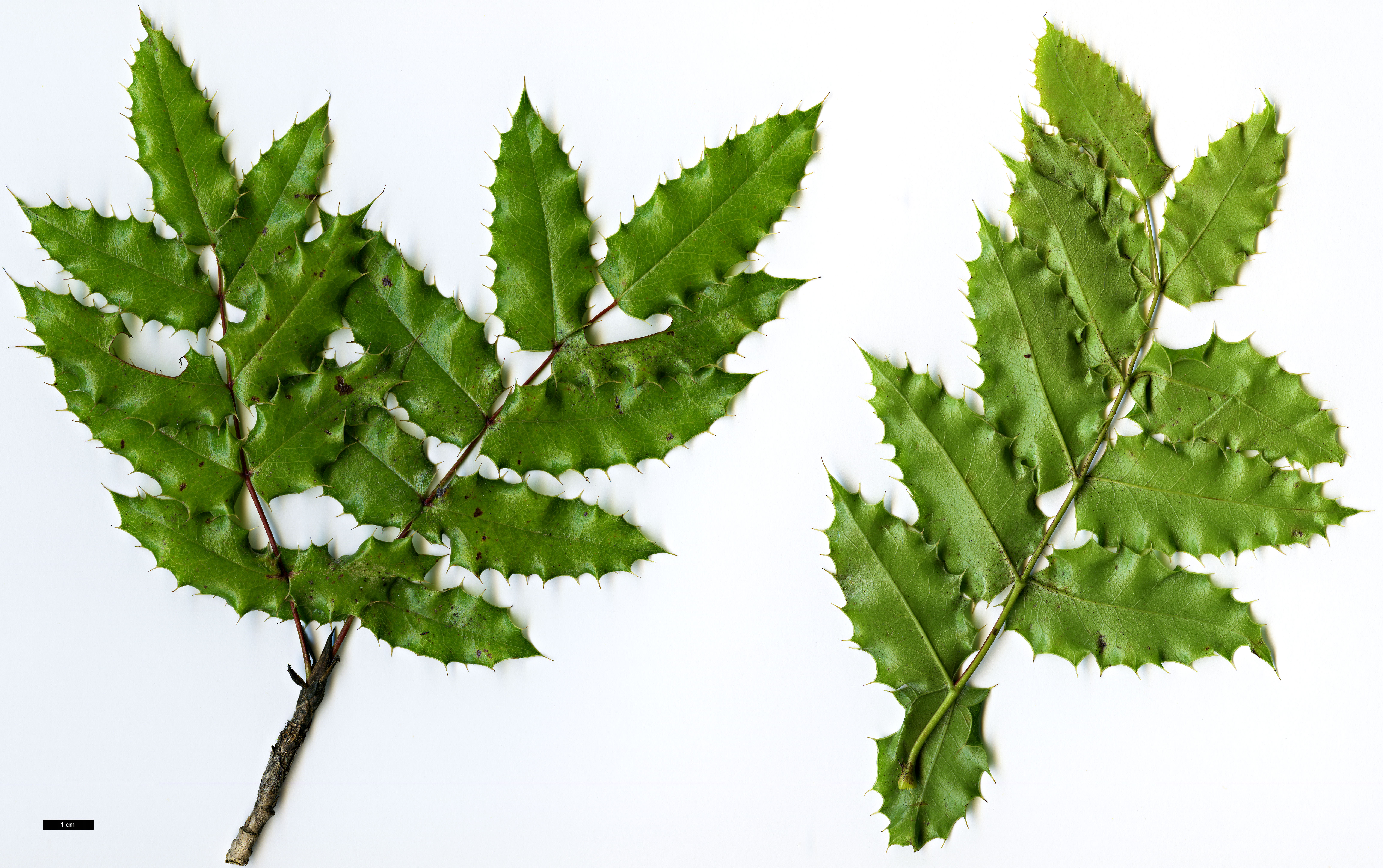 High resolution image: Family: Berberidaceae - Genus: Mahonia - Taxon: pinnata