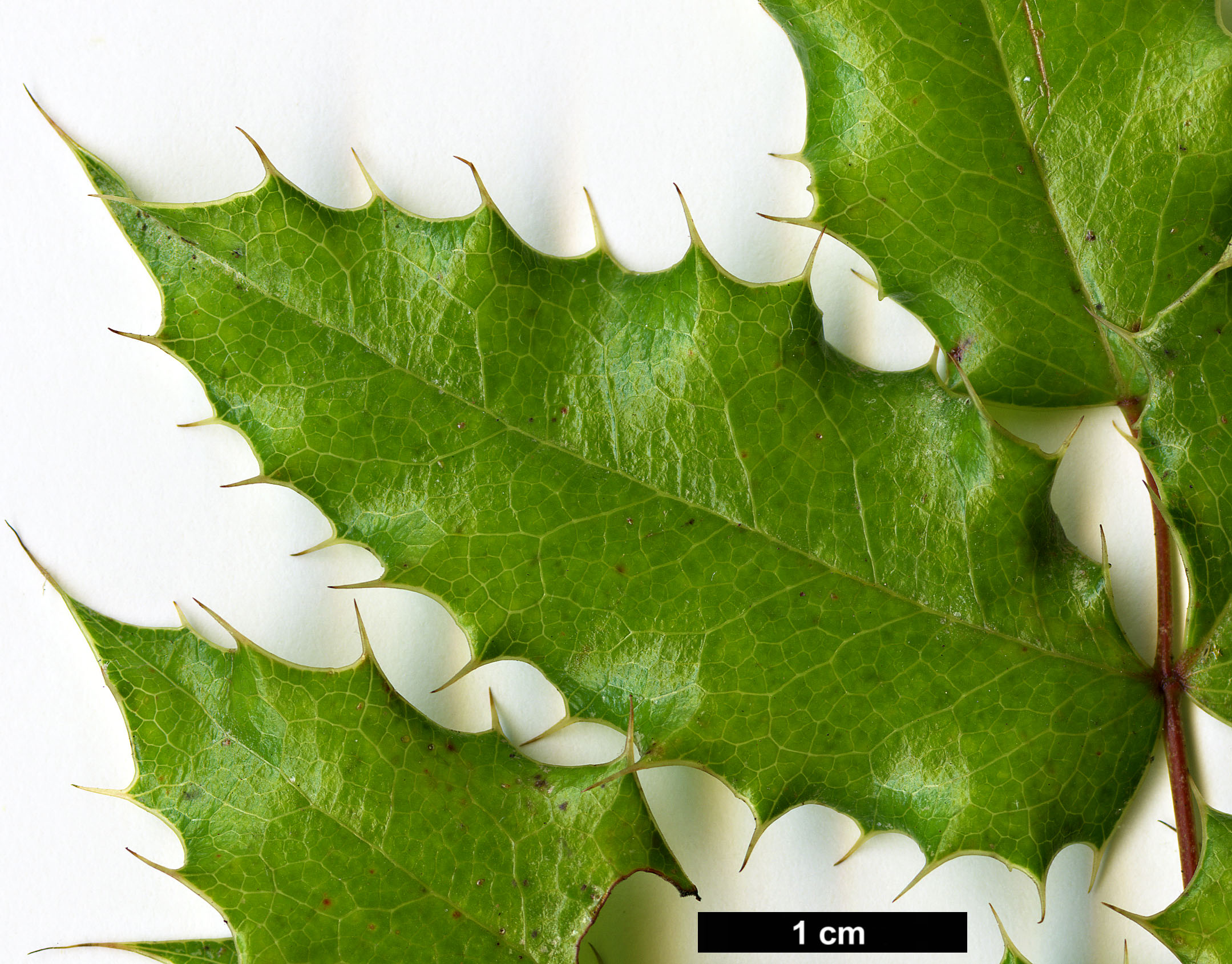 High resolution image: Family: Berberidaceae - Genus: Mahonia - Taxon: pinnata