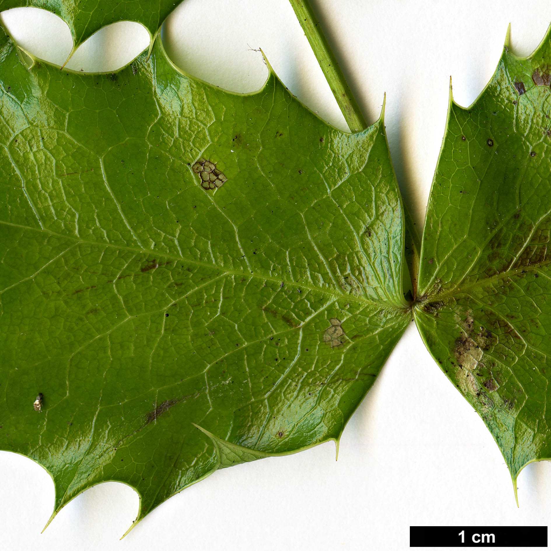 High resolution image: Family: Berberidaceae - Genus: Mahonia - Taxon: pinnata