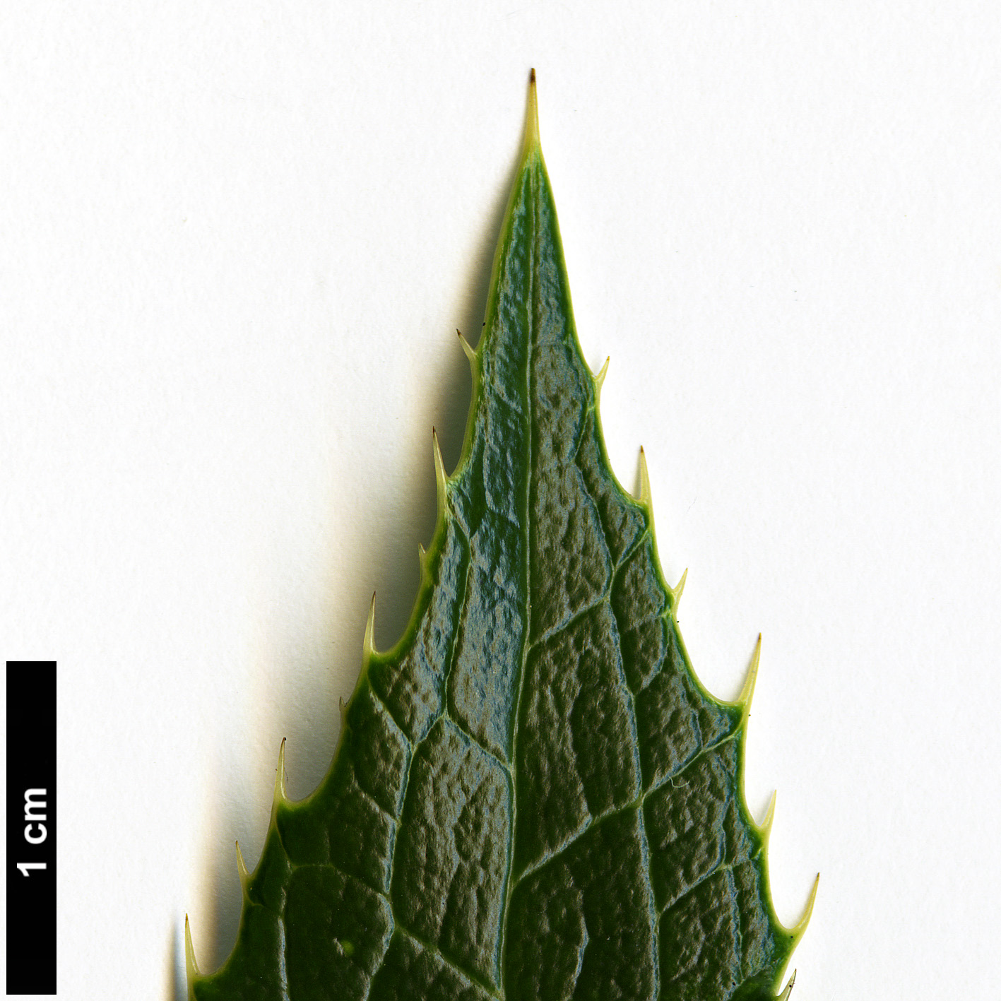 High resolution image: Family: Berberidaceae - Genus: Mahonia - Taxon: polyodonta