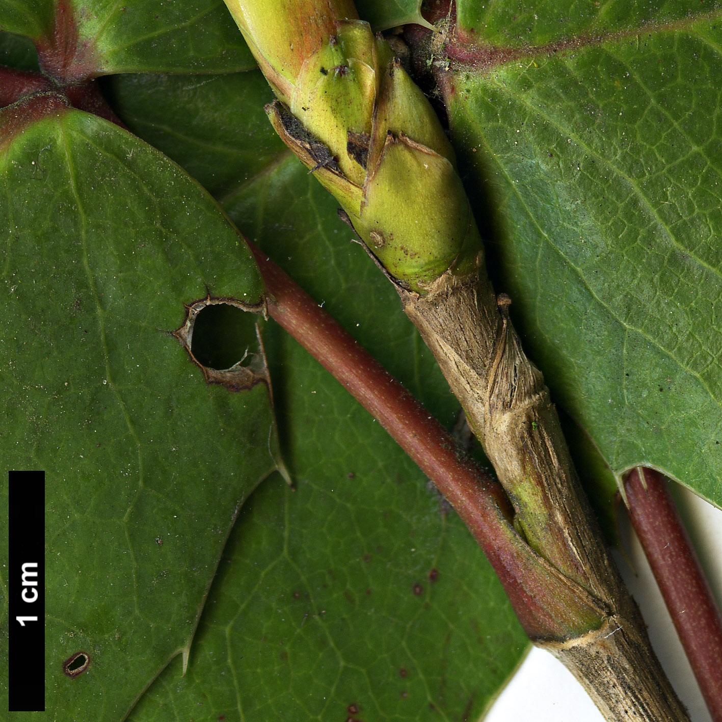 High resolution image: Family: Berberidaceae - Genus: Mahonia - Taxon: repens