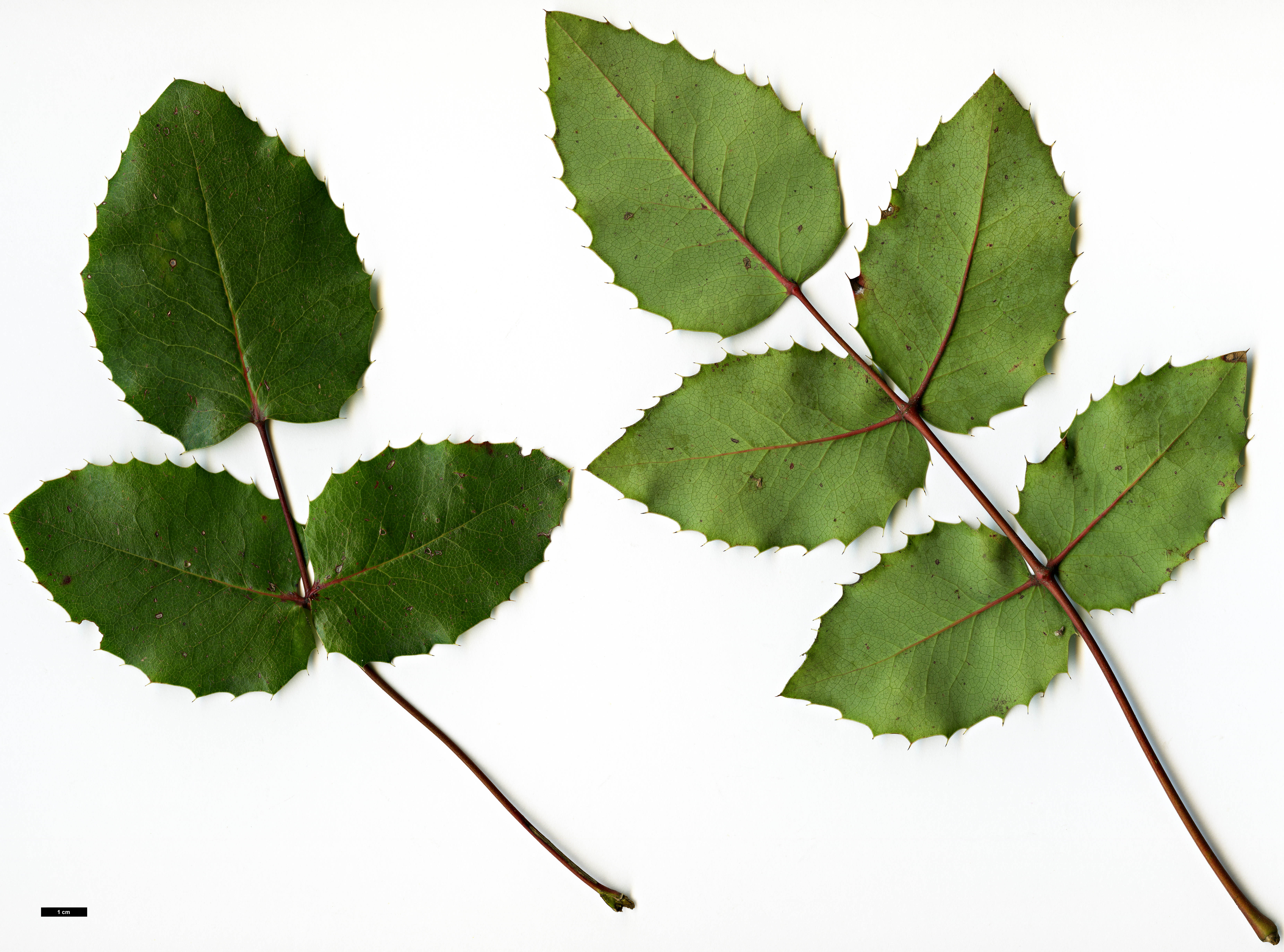 High resolution image: Family: Berberidaceae - Genus: Mahonia - Taxon: repens