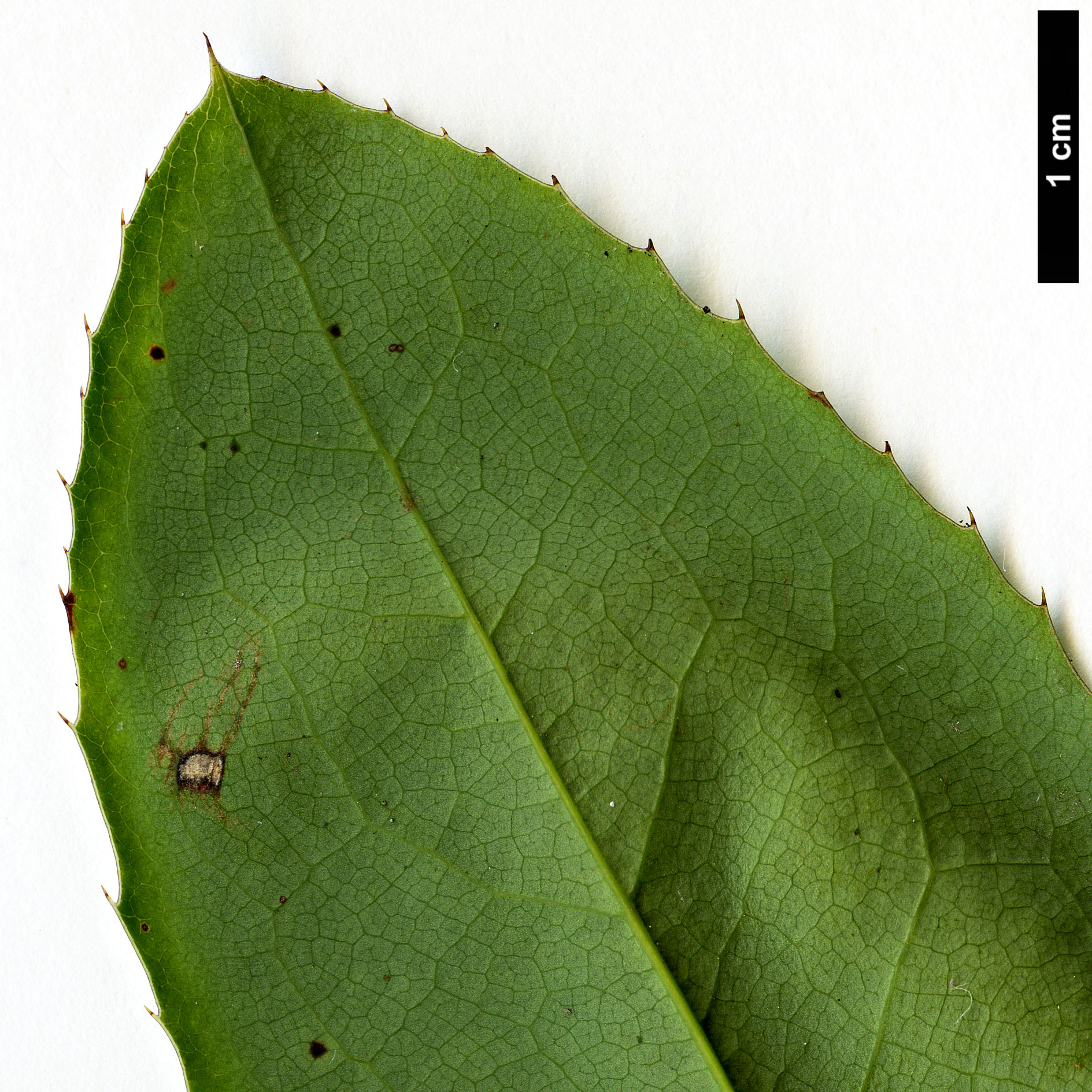 High resolution image: Family: Berberidaceae - Genus: Mahonia - Taxon: repens