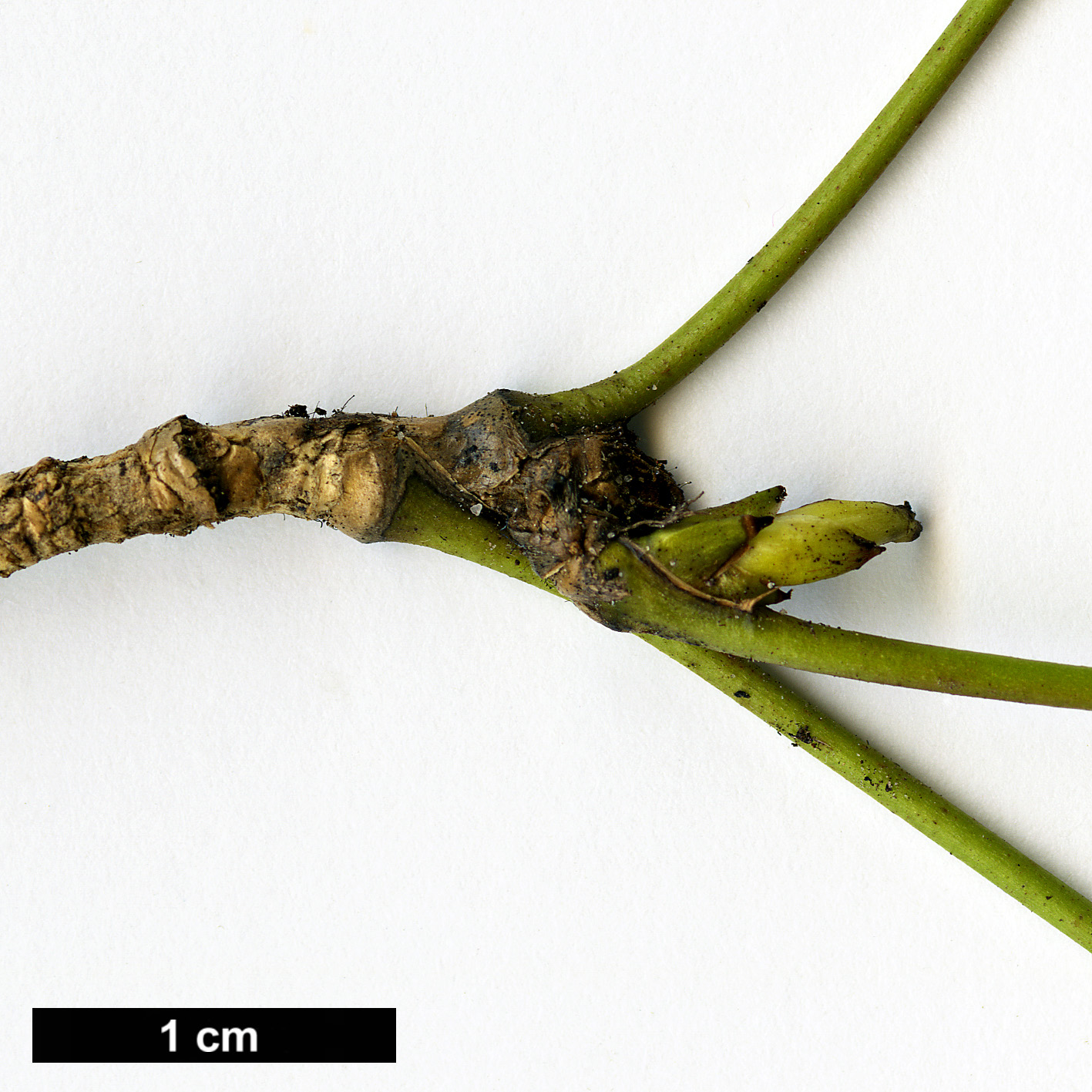 High resolution image: Family: Berberidaceae - Genus: Mahonia - Taxon: repens