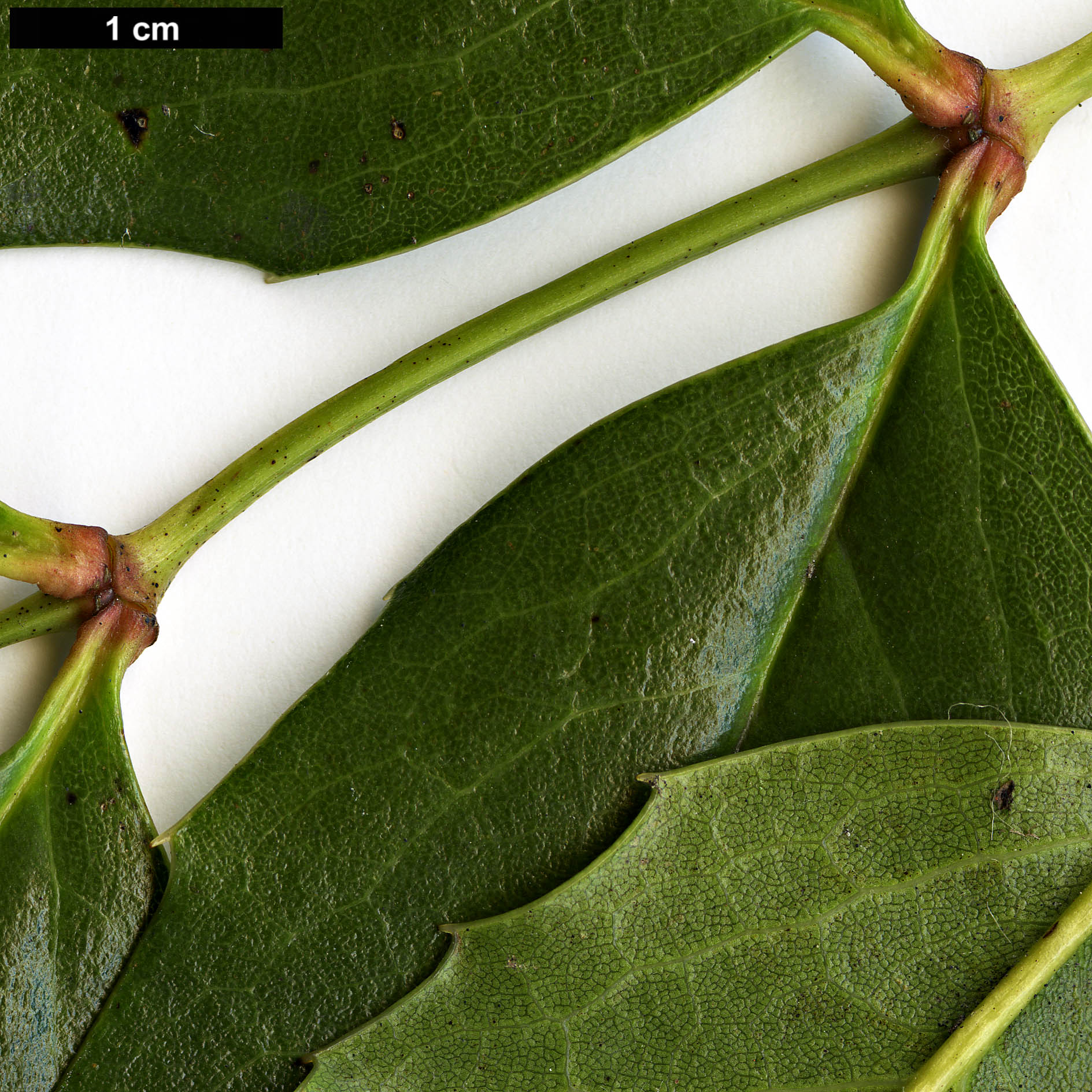 High resolution image: Family: Berberidaceae - Genus: Mahonia - Taxon: russellii
