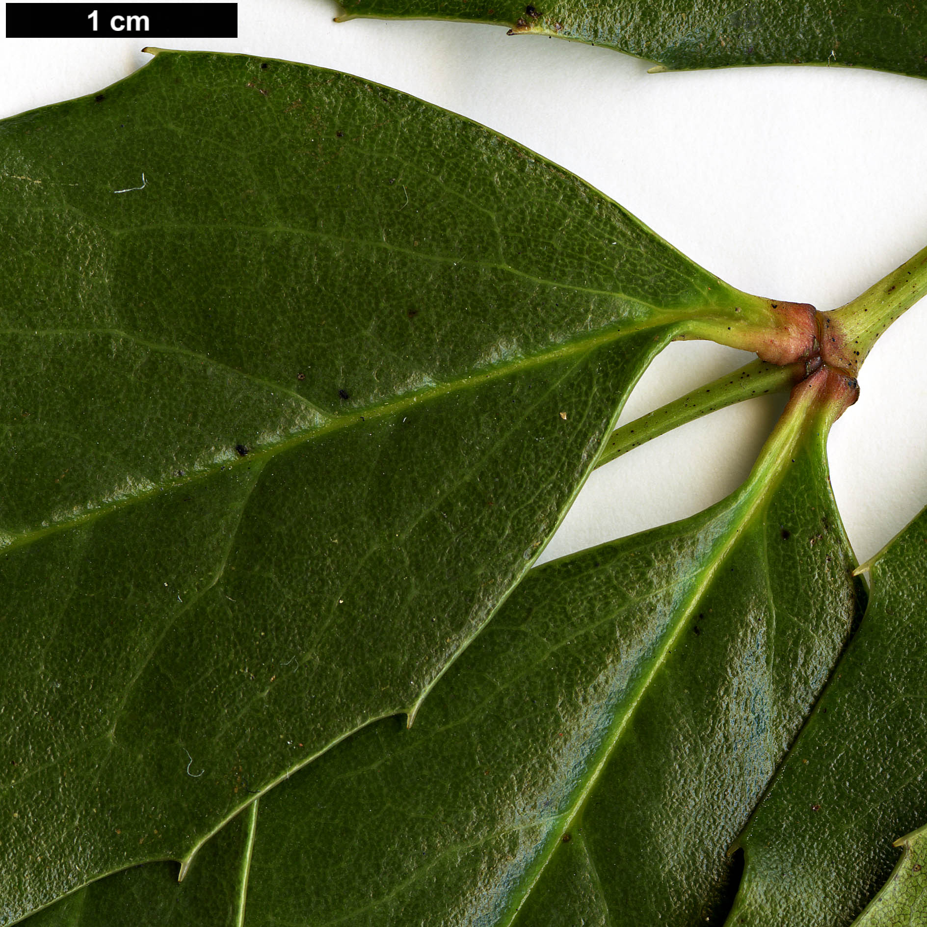 High resolution image: Family: Berberidaceae - Genus: Mahonia - Taxon: russellii