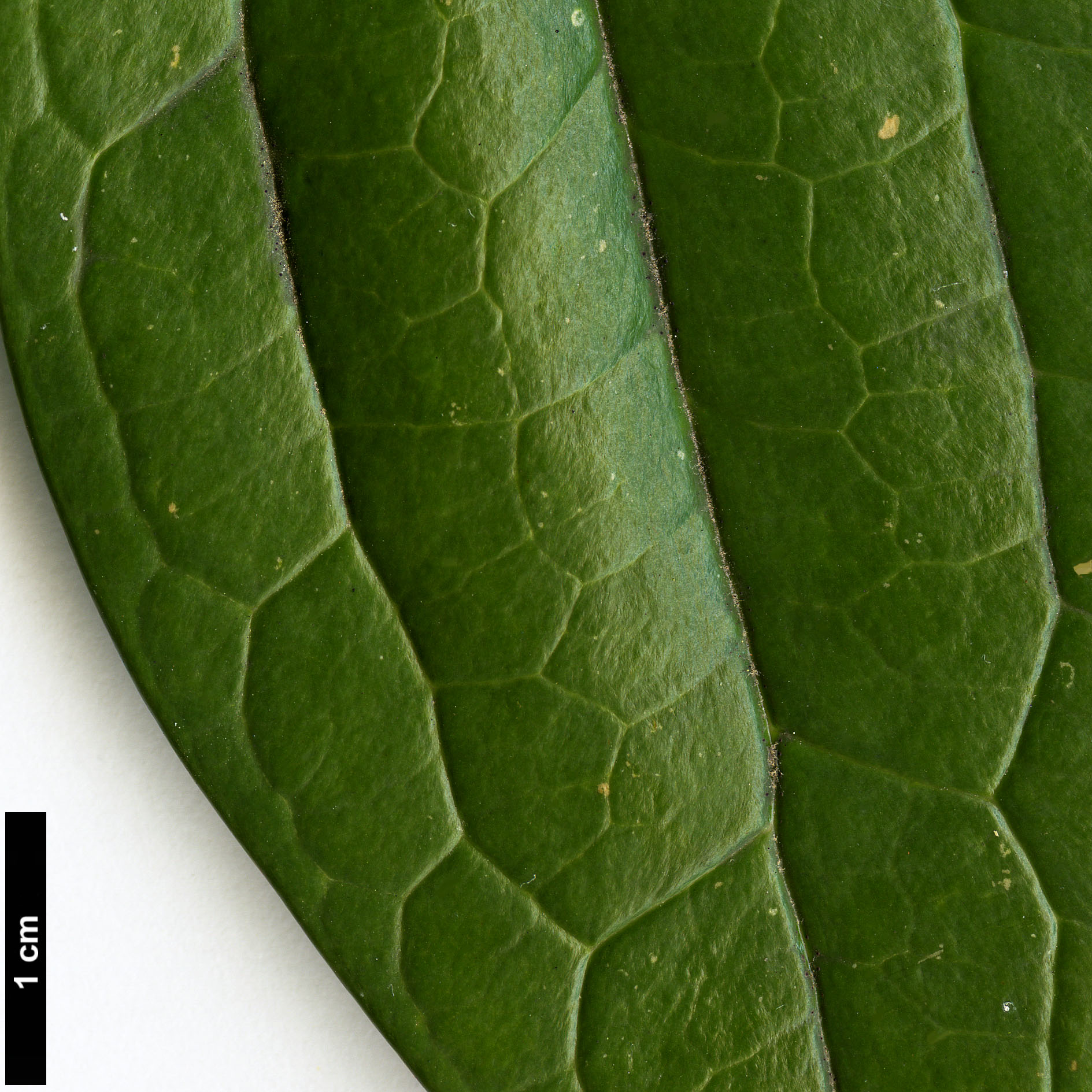 High resolution image: Family: Berberidaceae - Genus: Mahonia - Taxon: shenii