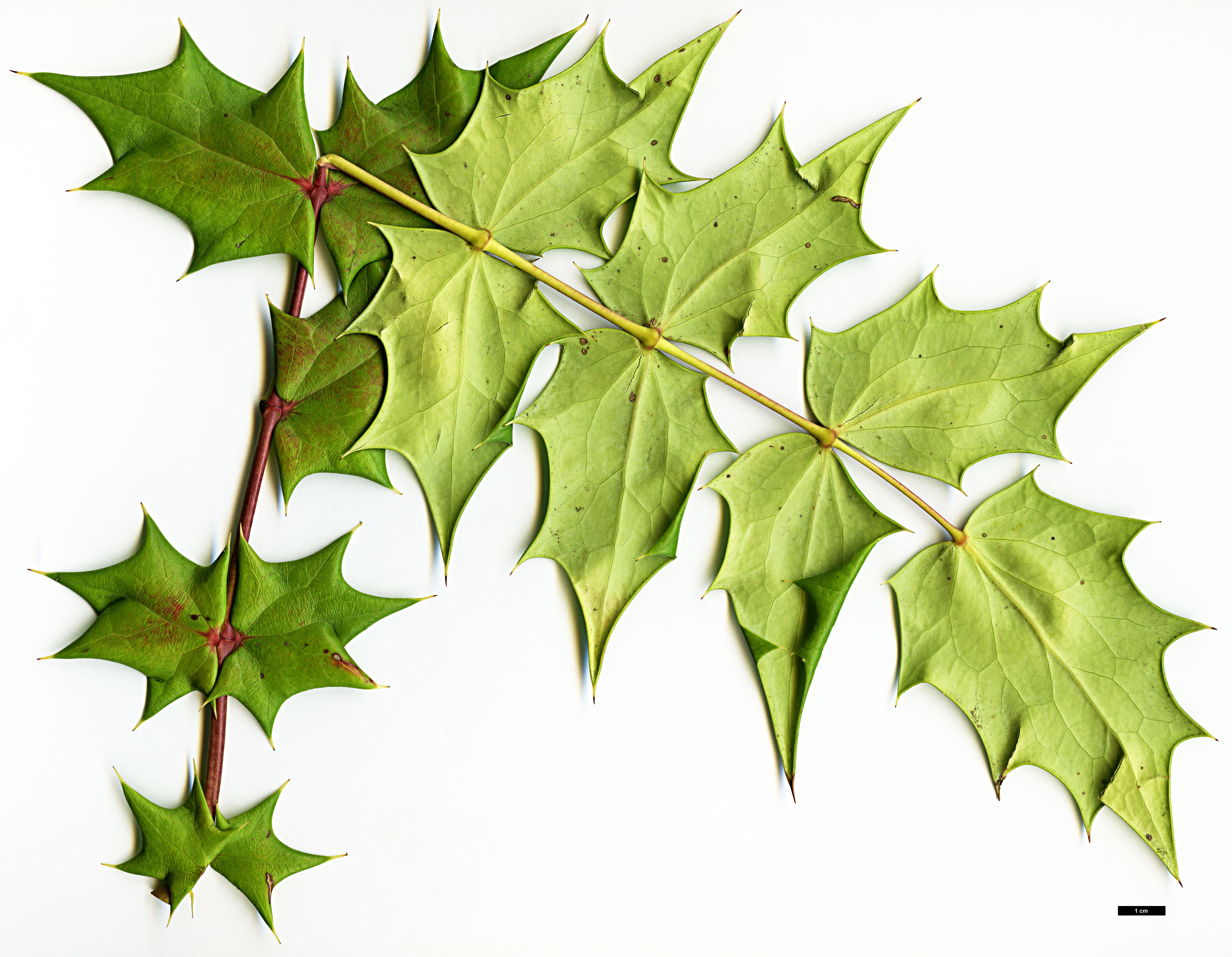 High resolution image: Family: Berberidaceae - Genus: Mahonia - Taxon: sheridaniana