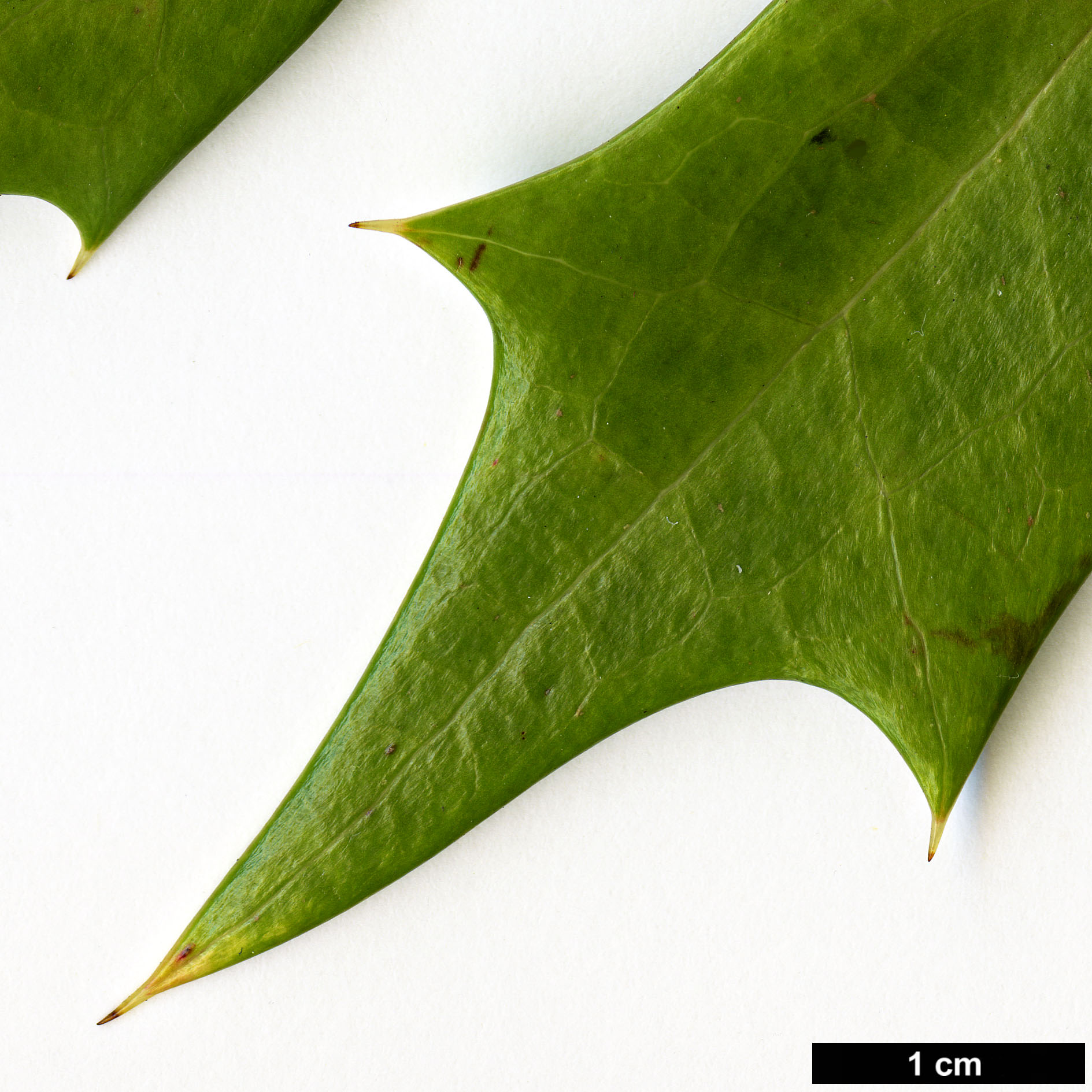 High resolution image: Family: Berberidaceae - Genus: Mahonia - Taxon: sheridaniana