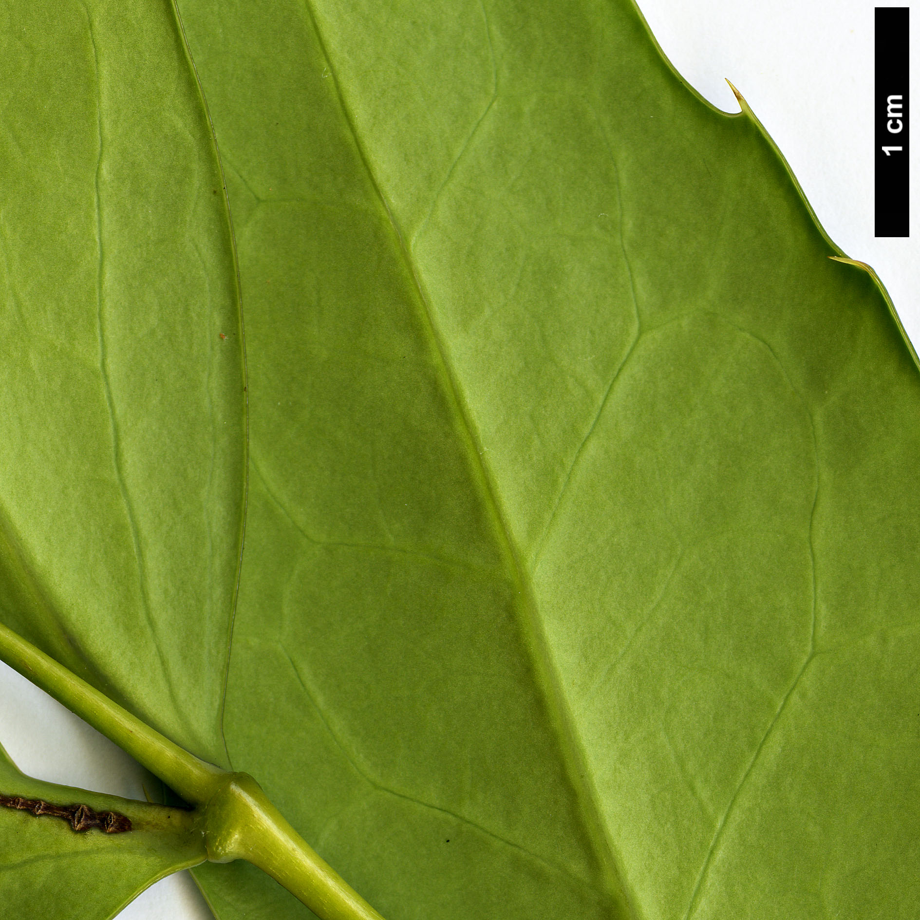 High resolution image: Family: Berberidaceae - Genus: Mahonia - Taxon: taronensis