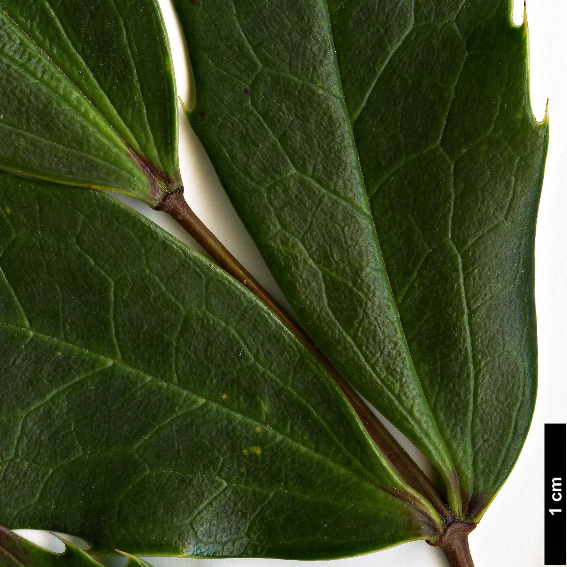 High resolution image: Family: Berberidaceae - Genus: Mahonia - Taxon: taronensis
