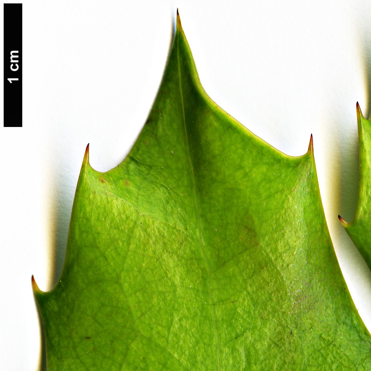 High resolution image: Family: Berberidaceae - Genus: Mahonia - Taxon: tikushiensis