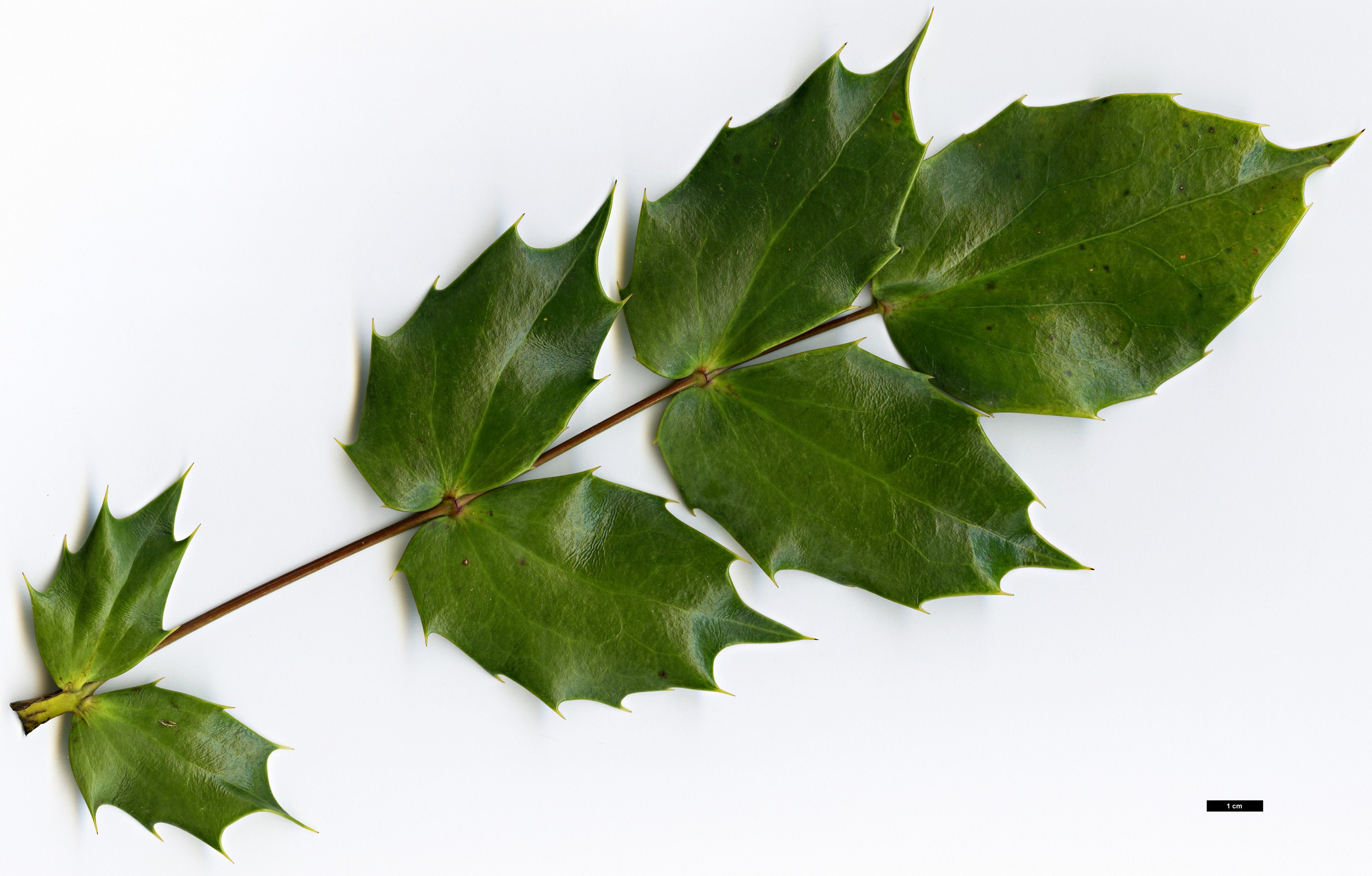 High resolution image: Family: Berberidaceae - Genus: Mahonia - Taxon: tikushiensis