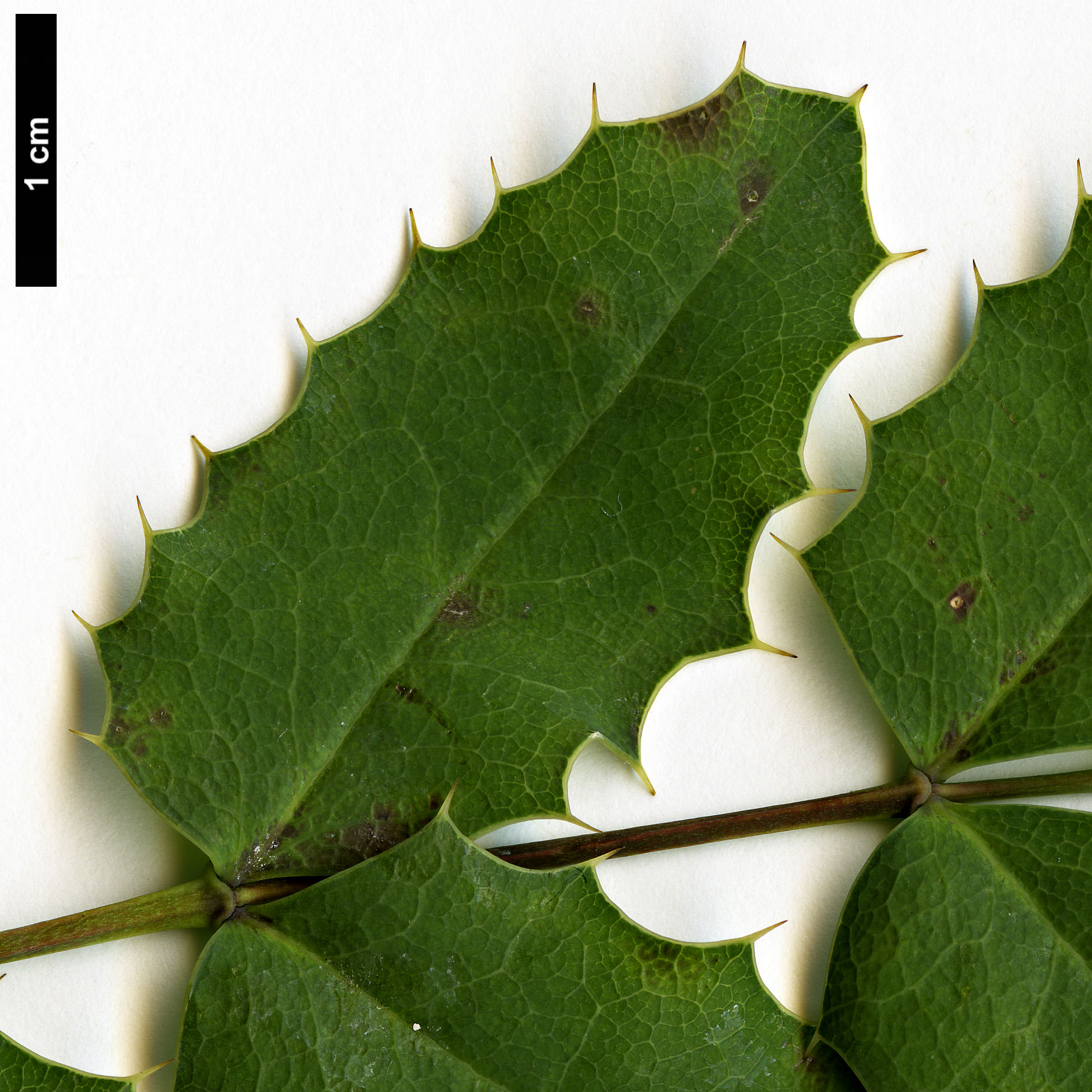 High resolution image: Family: Berberidaceae - Genus: Mahonia - Taxon: volcania