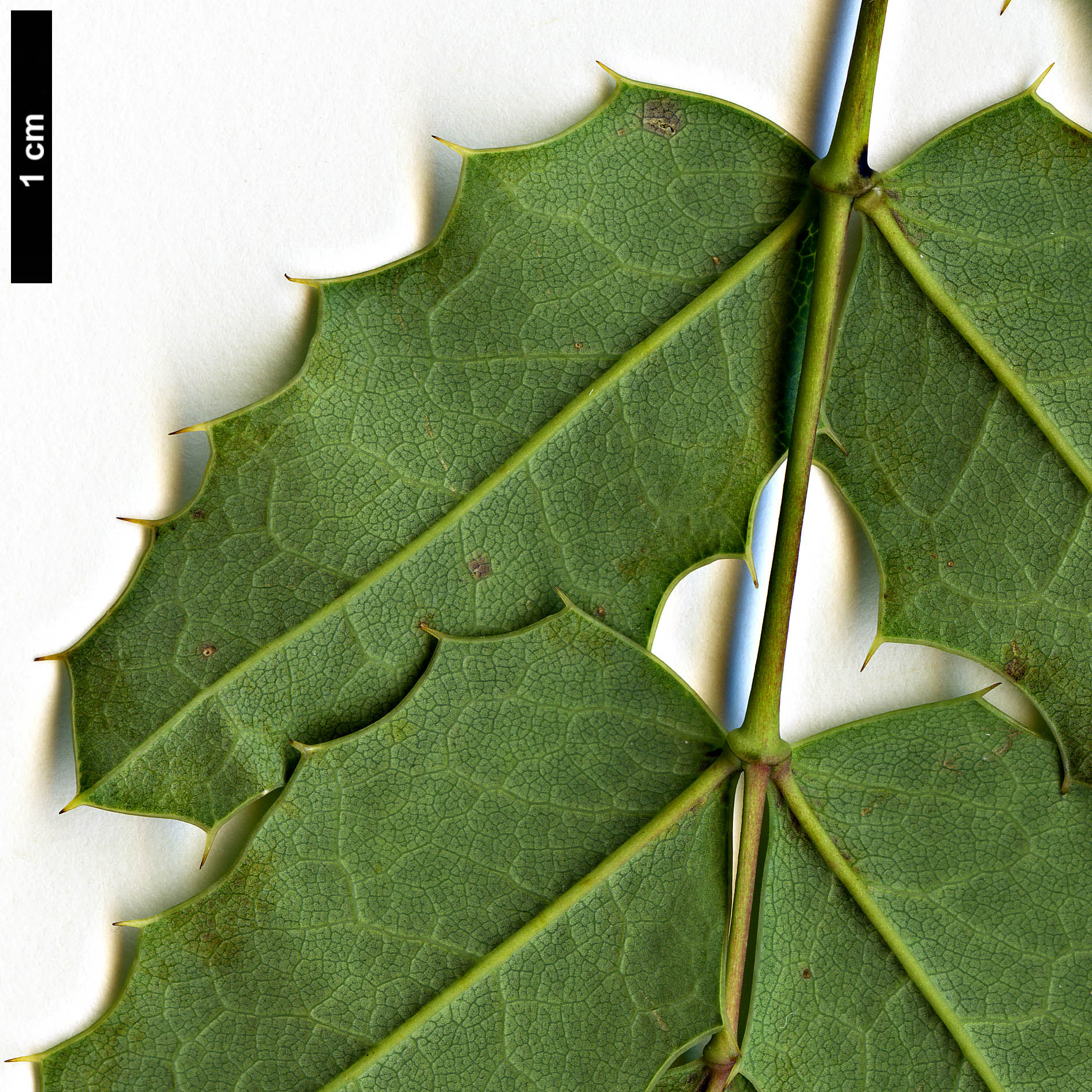 High resolution image: Family: Berberidaceae - Genus: Mahonia - Taxon: volcania