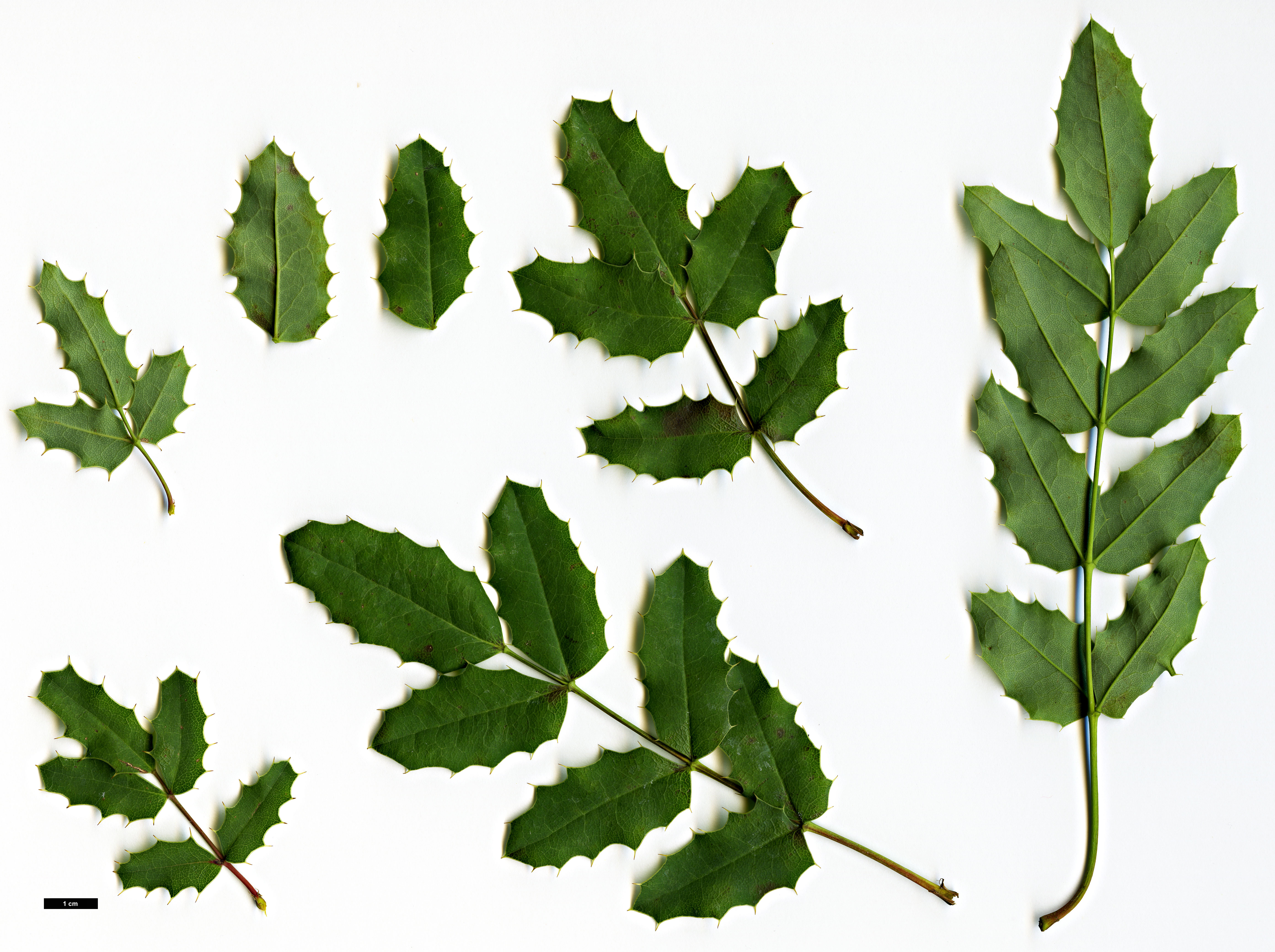 High resolution image: Family: Berberidaceae - Genus: Mahonia - Taxon: volcania