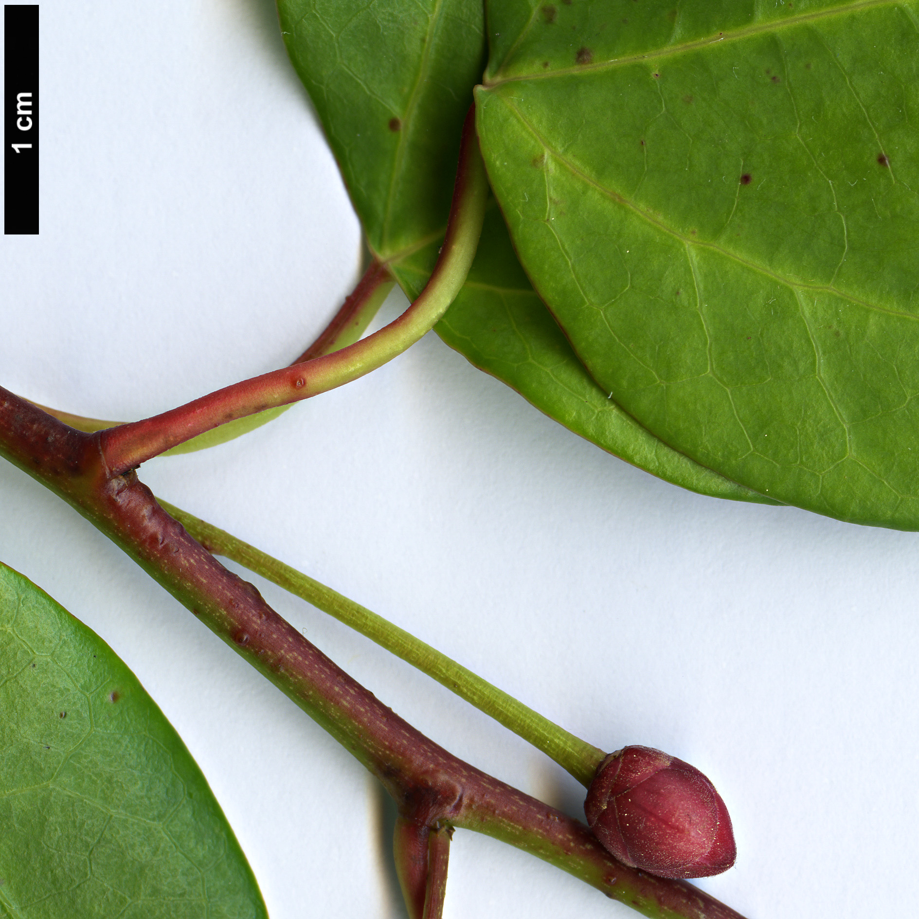 High resolution image: Family: Berberidopsidaceae - Genus: Berberidopsis - Taxon: beckleri