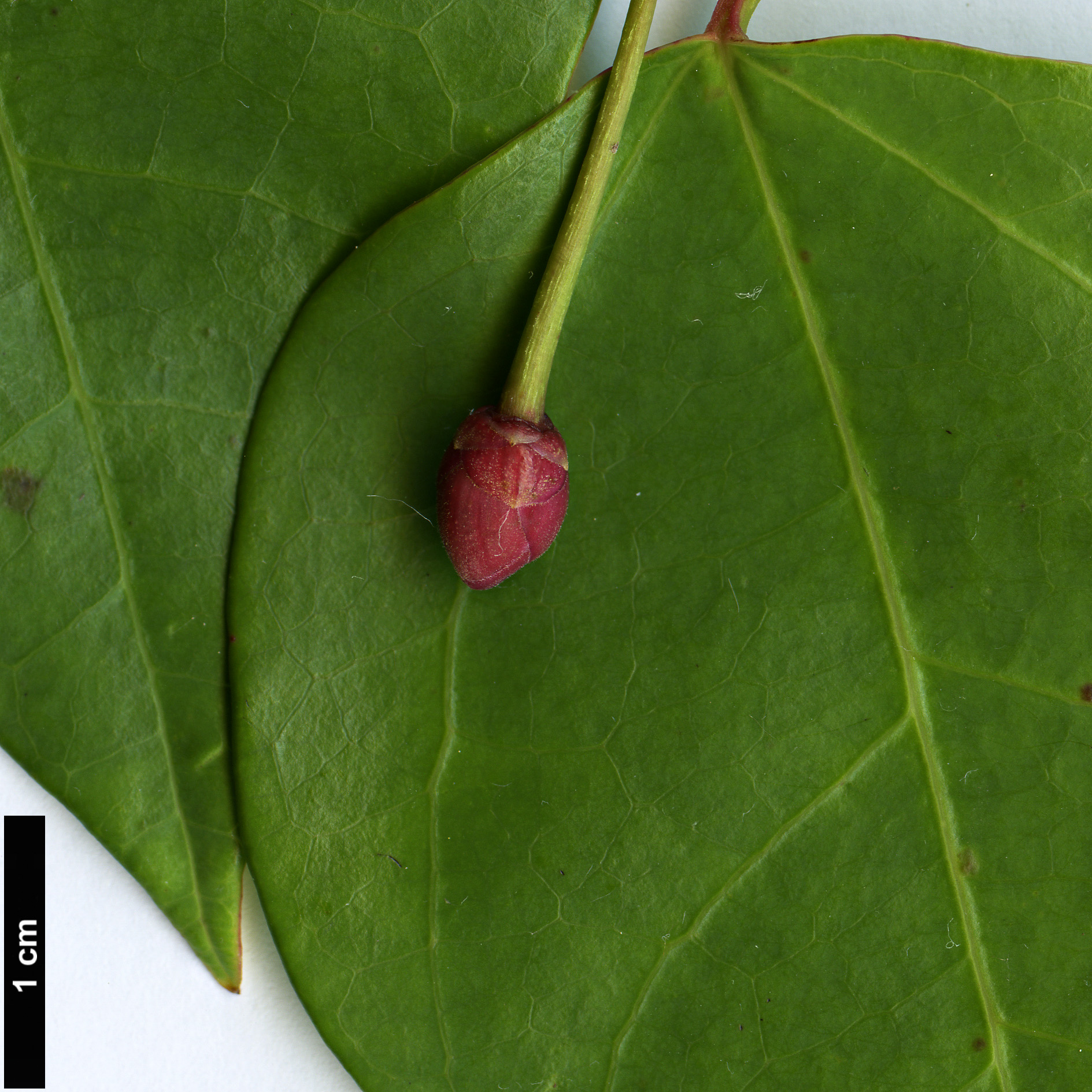 High resolution image: Family: Berberidopsidaceae - Genus: Berberidopsis - Taxon: beckleri