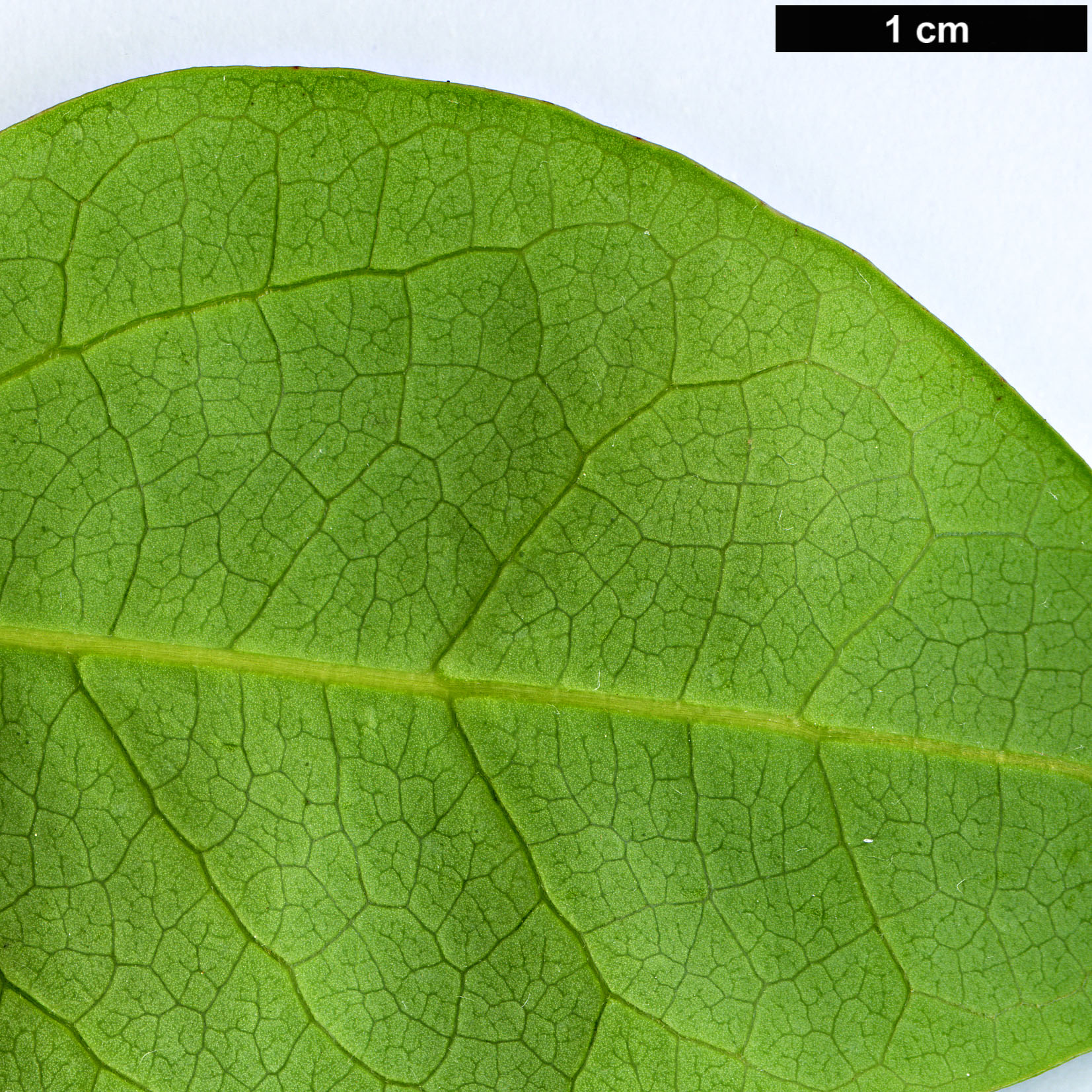 High resolution image: Family: Berberidopsidaceae - Genus: Berberidopsis - Taxon: beckleri