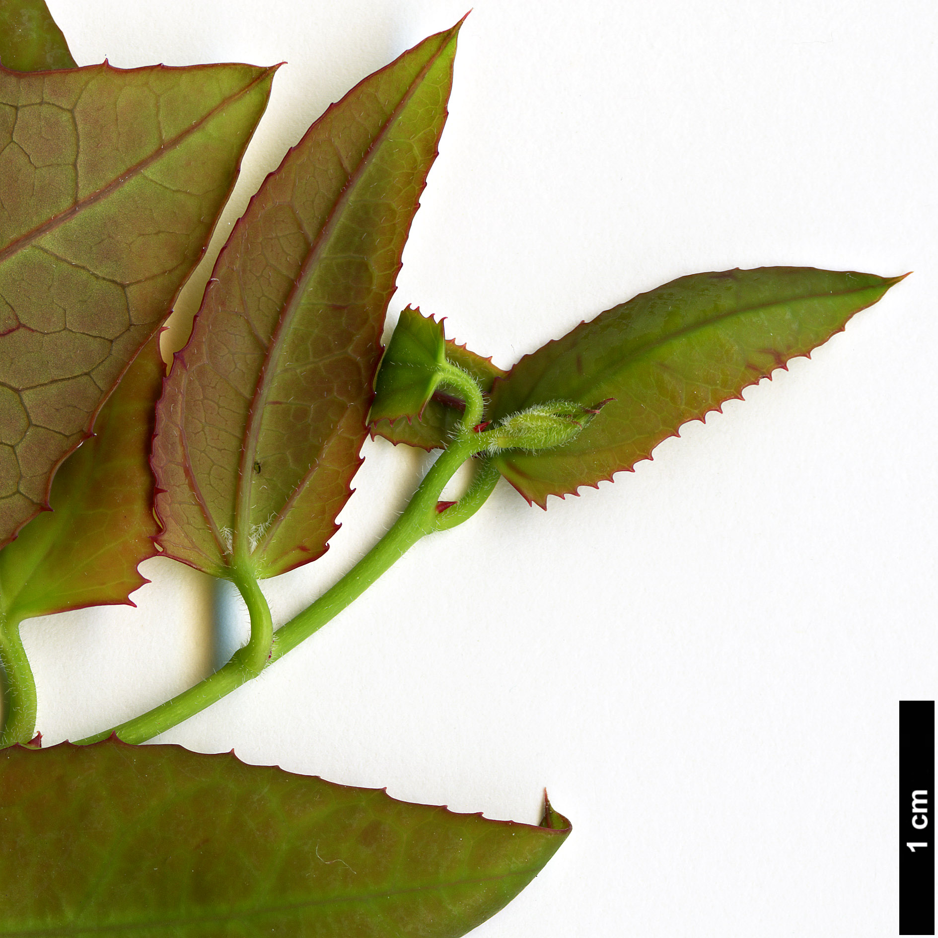 High resolution image: Family: Berberidopsidaceae - Genus: Berberidopsis - Taxon: corallina