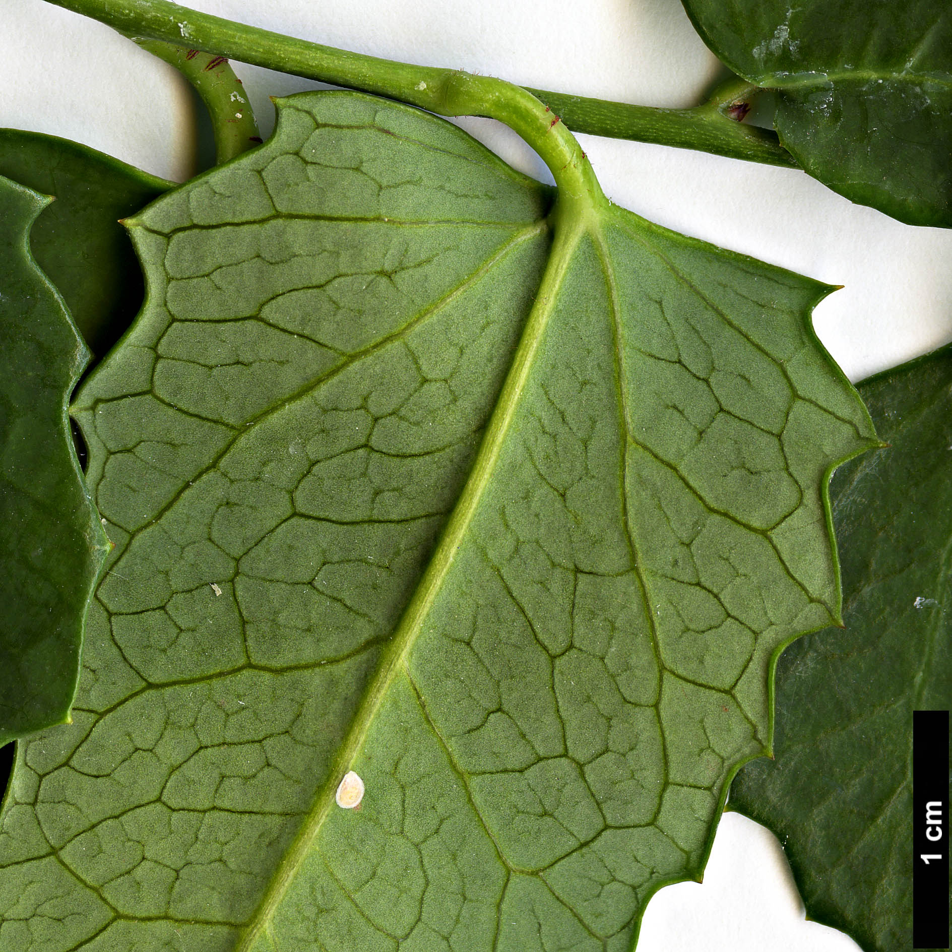 High resolution image: Family: Berberidopsidaceae - Genus: Berberidopsis - Taxon: corallina