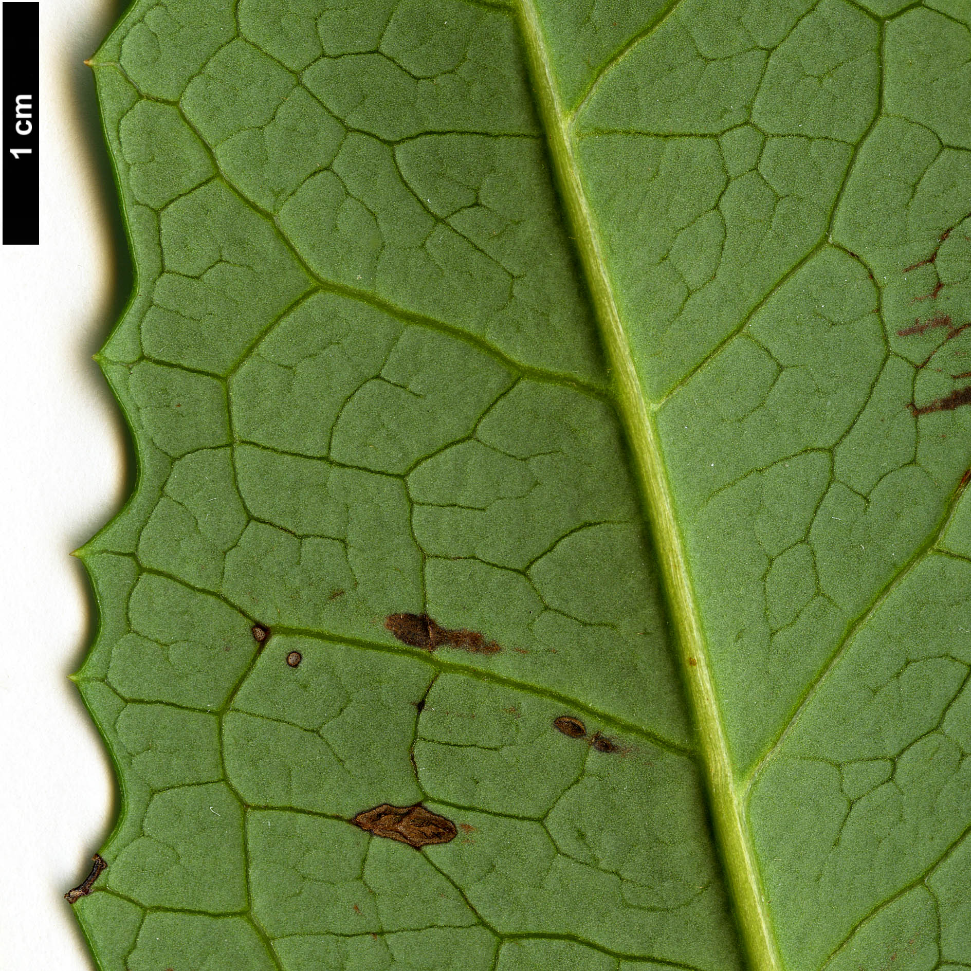 High resolution image: Family: Berberidopsidaceae - Genus: Berberidopsis - Taxon: corallina