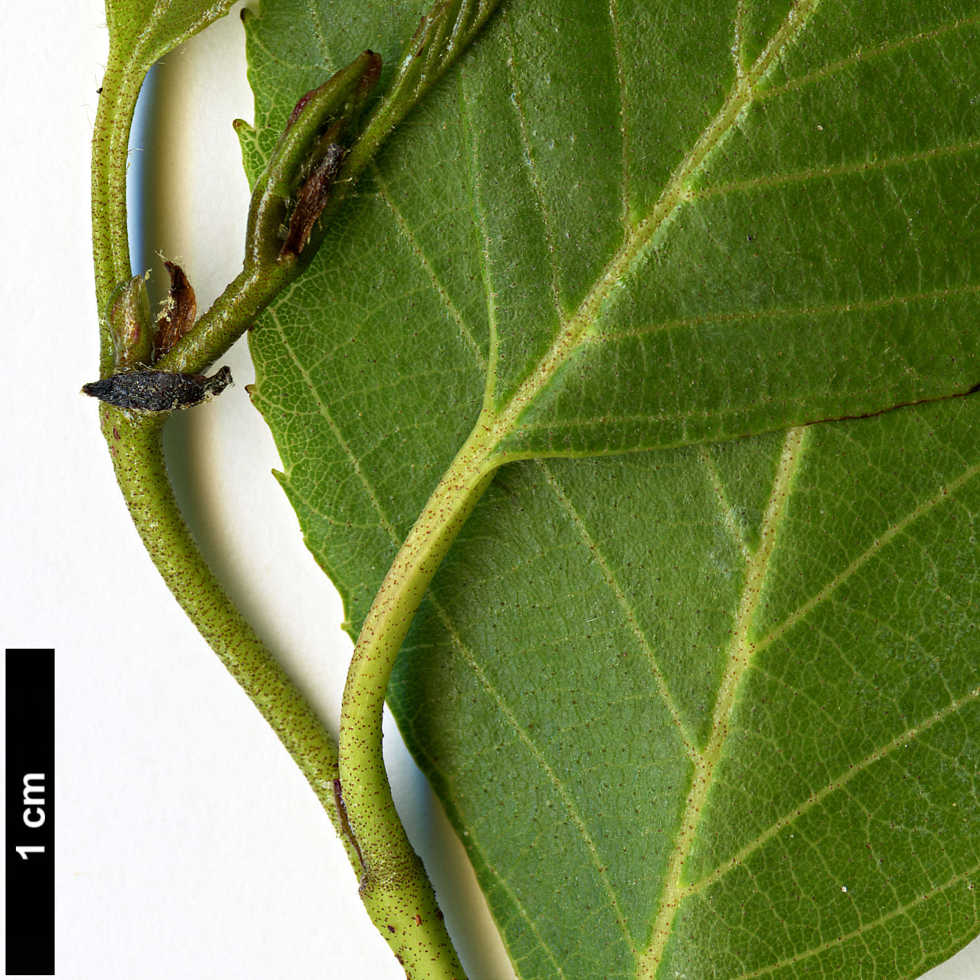 High resolution image: Family: Betulaceae - Genus: Alnus - Taxon: acuminata