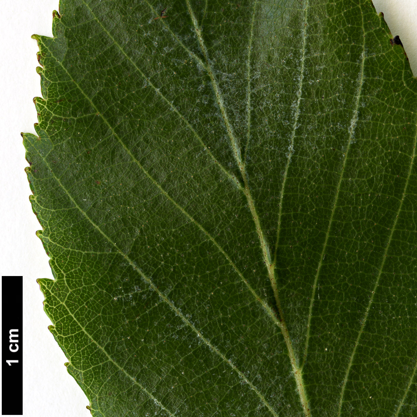 High resolution image: Family: Betulaceae - Genus: Alnus - Taxon: acuminata