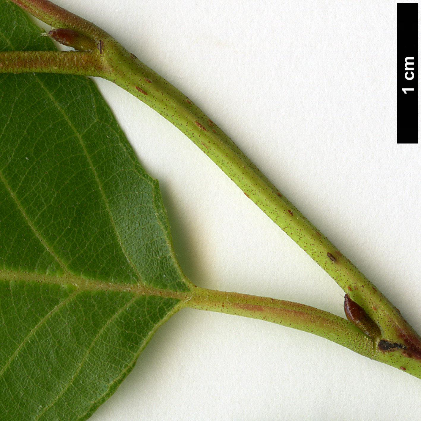 High resolution image: Family: Betulaceae - Genus: Alnus - Taxon: acuminata