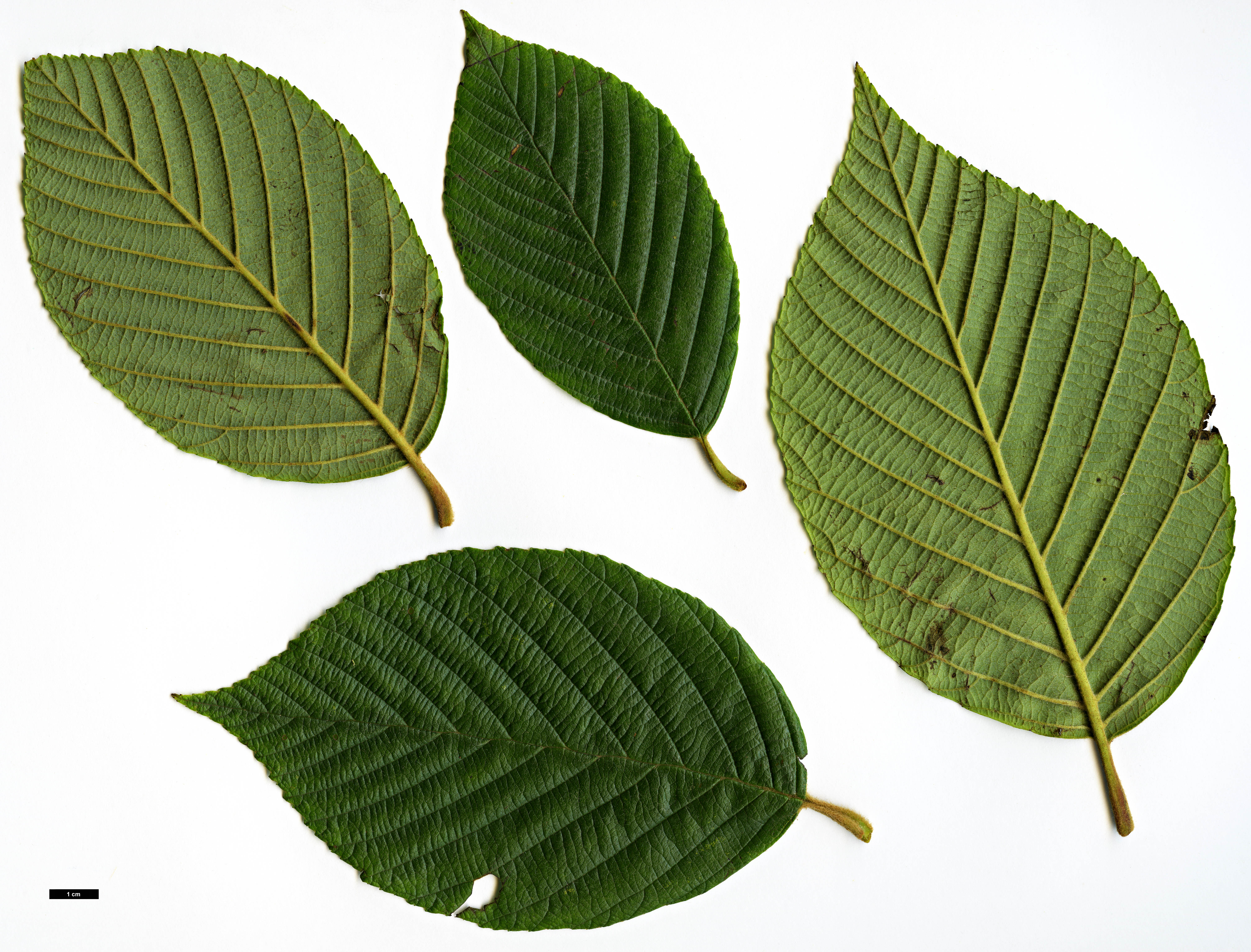 High resolution image: Family: Betulaceae - Genus: Alnus - Taxon: acuminata