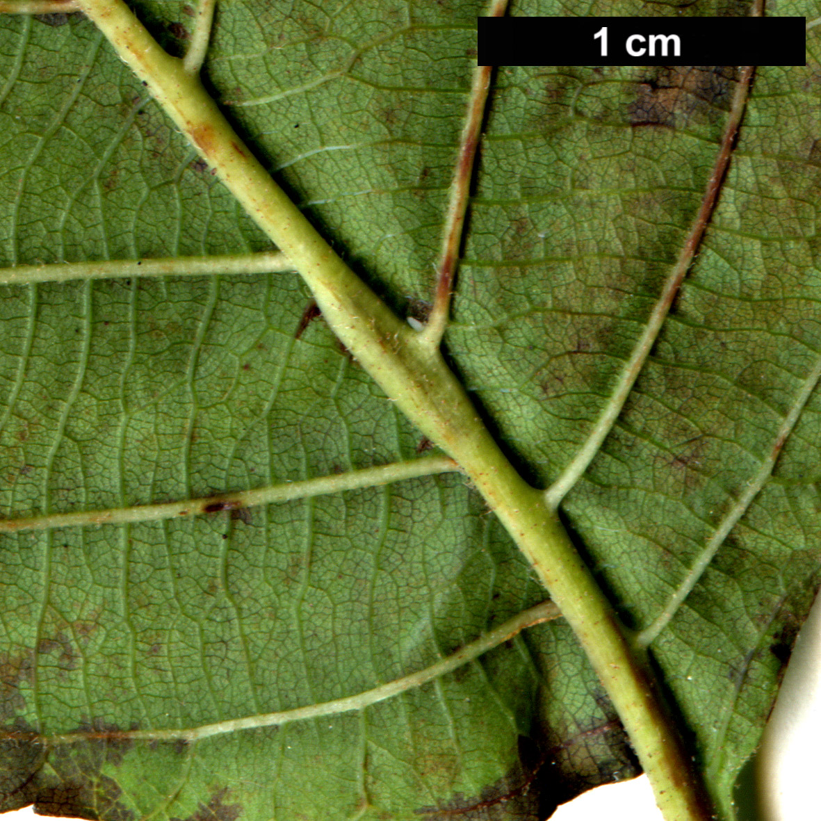 High resolution image: Family: Betulaceae - Genus: Alnus - Taxon: acuminata