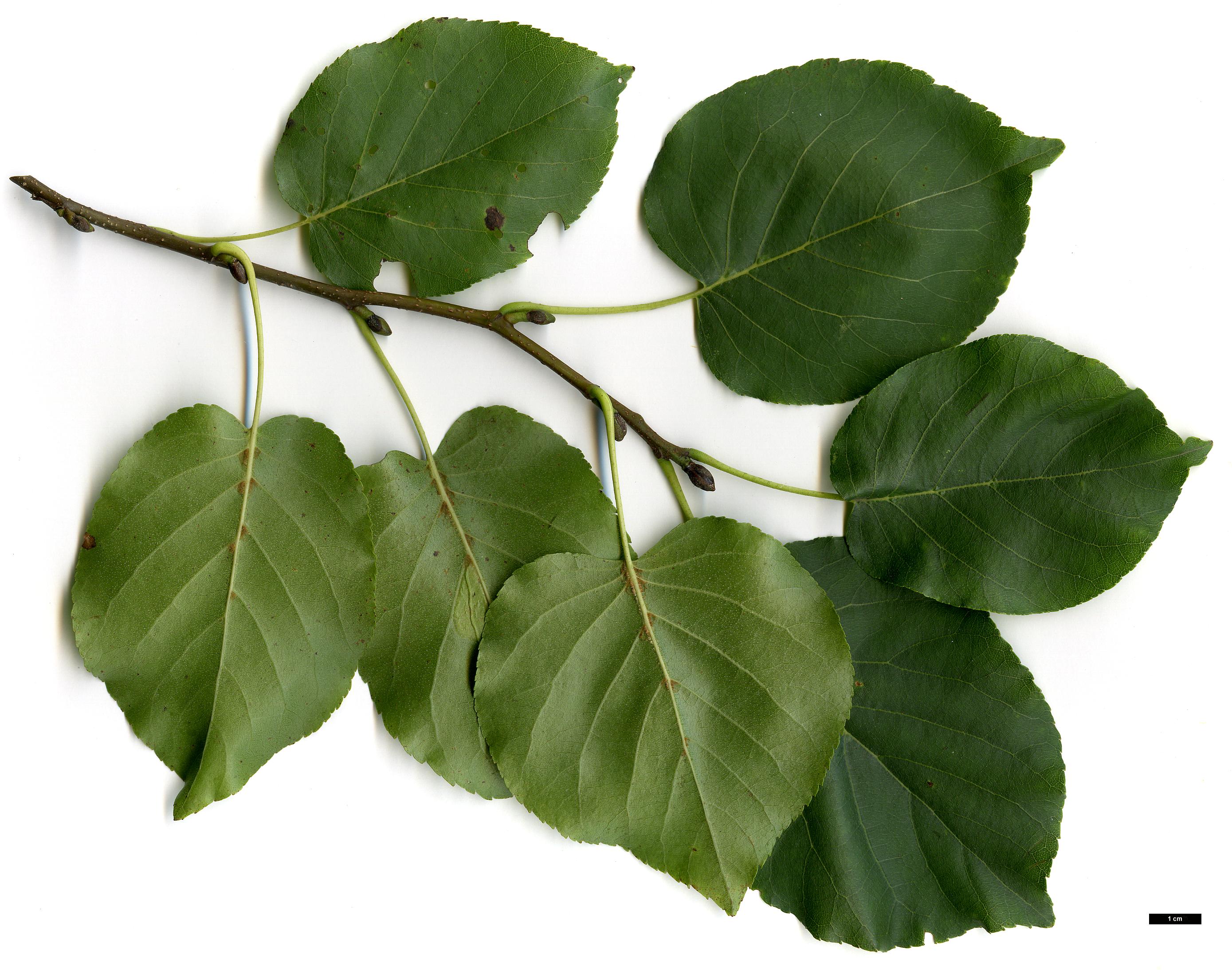 High resolution image: Family: Betulaceae - Genus: Alnus - Taxon: cordata