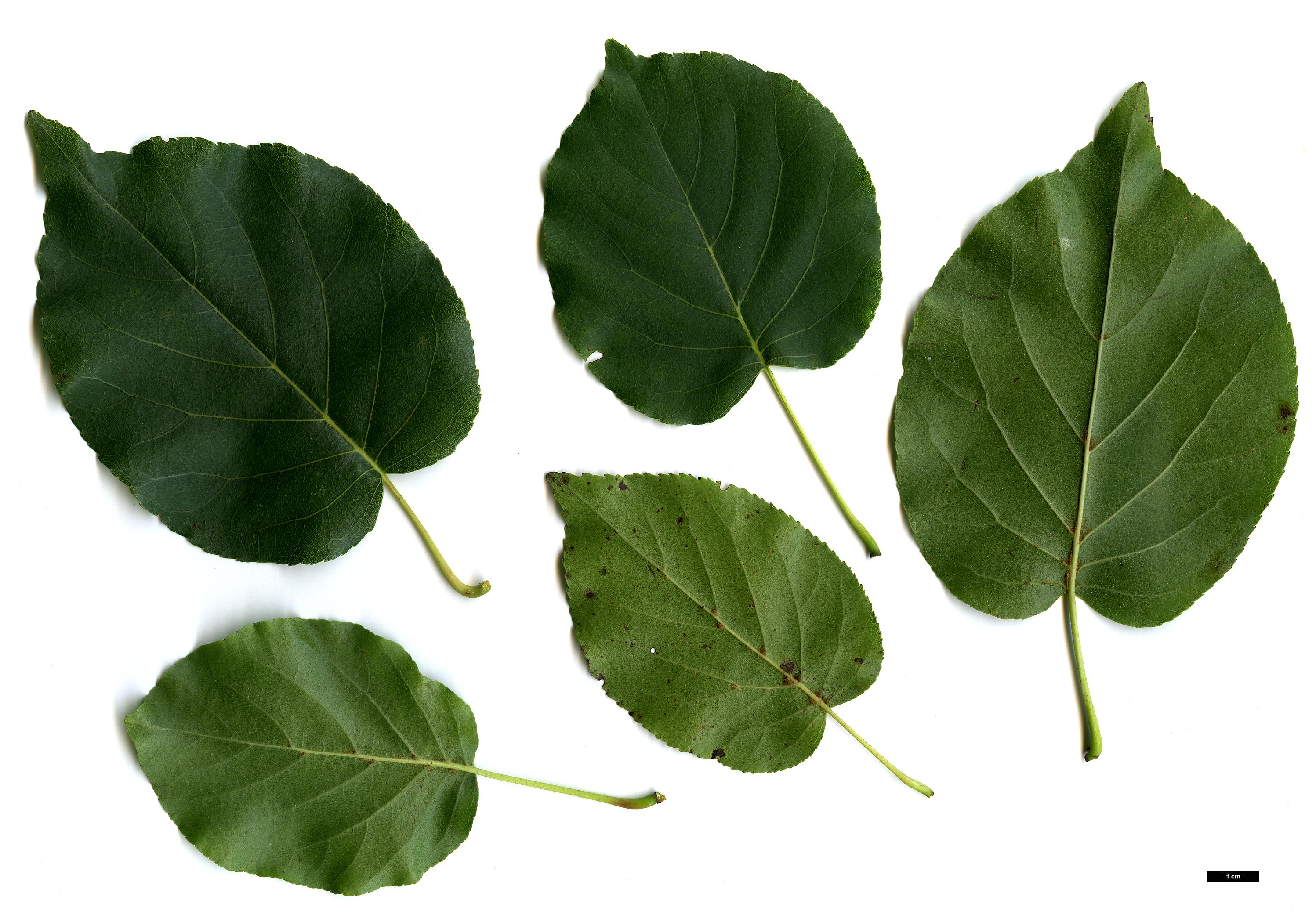 High resolution image: Family: Betulaceae - Genus: Alnus - Taxon: cordata