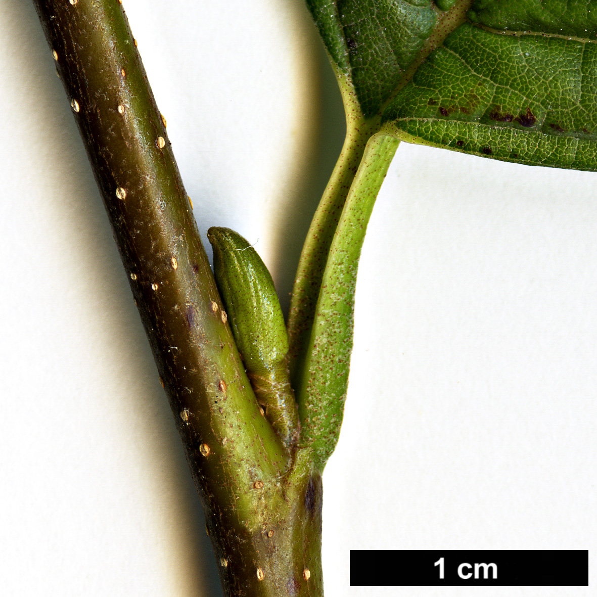 High resolution image: Family: Betulaceae - Genus: Alnus - Taxon: fauriei