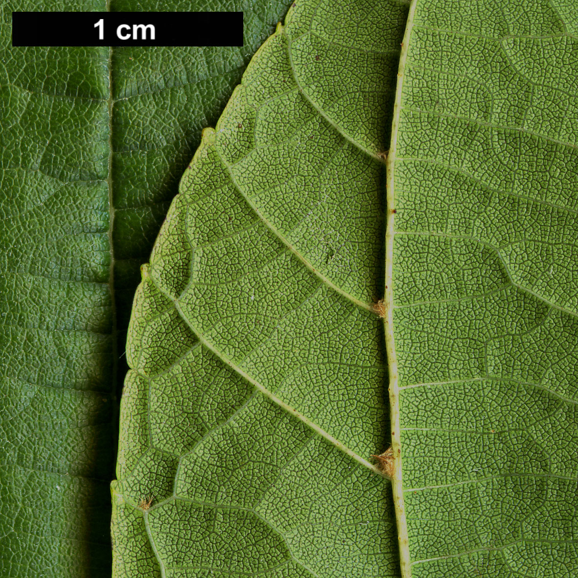 High resolution image: Family: Betulaceae - Genus: Alnus - Taxon: fauriei