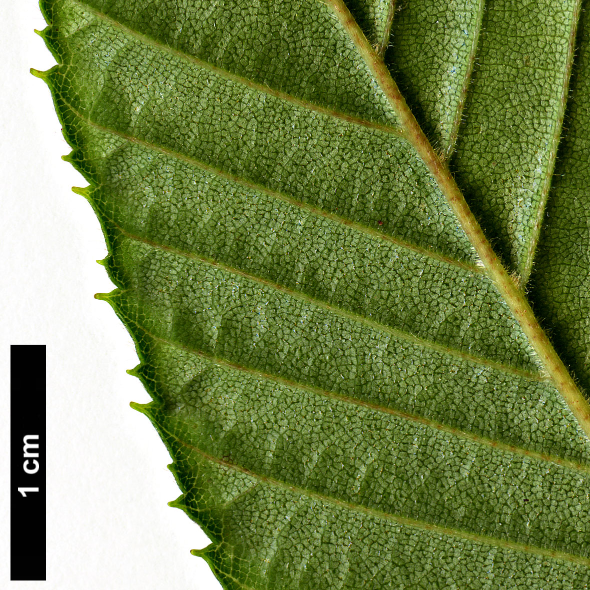 High resolution image: Family: Betulaceae - Genus: Alnus - Taxon: firma