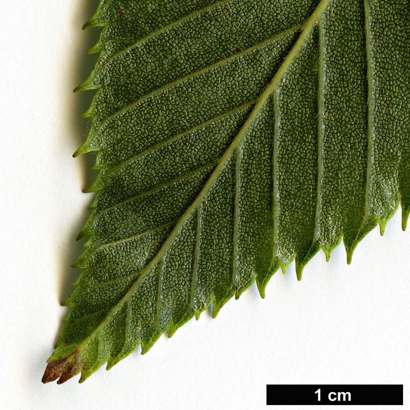 High resolution image: Family: Betulaceae - Genus: Alnus - Taxon: firma