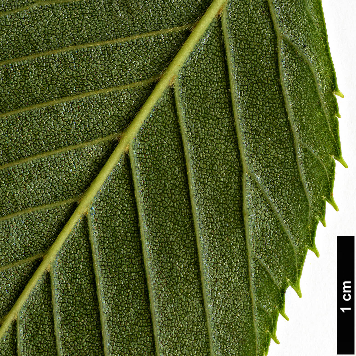 High resolution image: Family: Betulaceae - Genus: Alnus - Taxon: firma