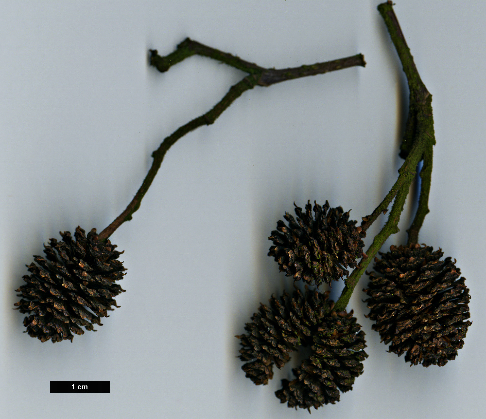 High resolution image: Family: Betulaceae - Genus: Alnus - Taxon: firma