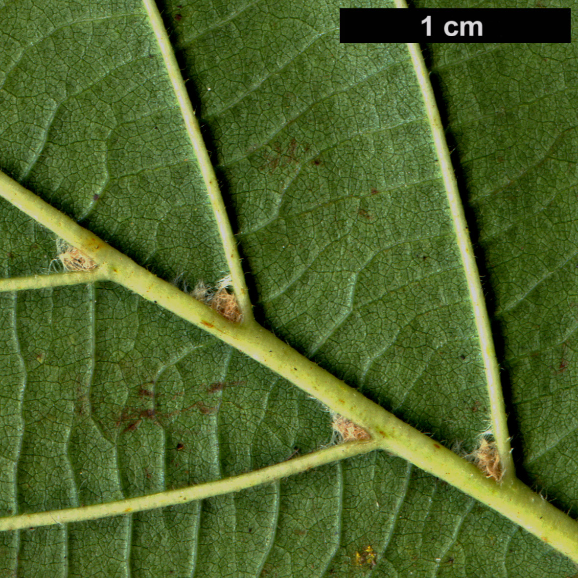 High resolution image: Family: Betulaceae - Genus: Alnus - Taxon: glutinosa