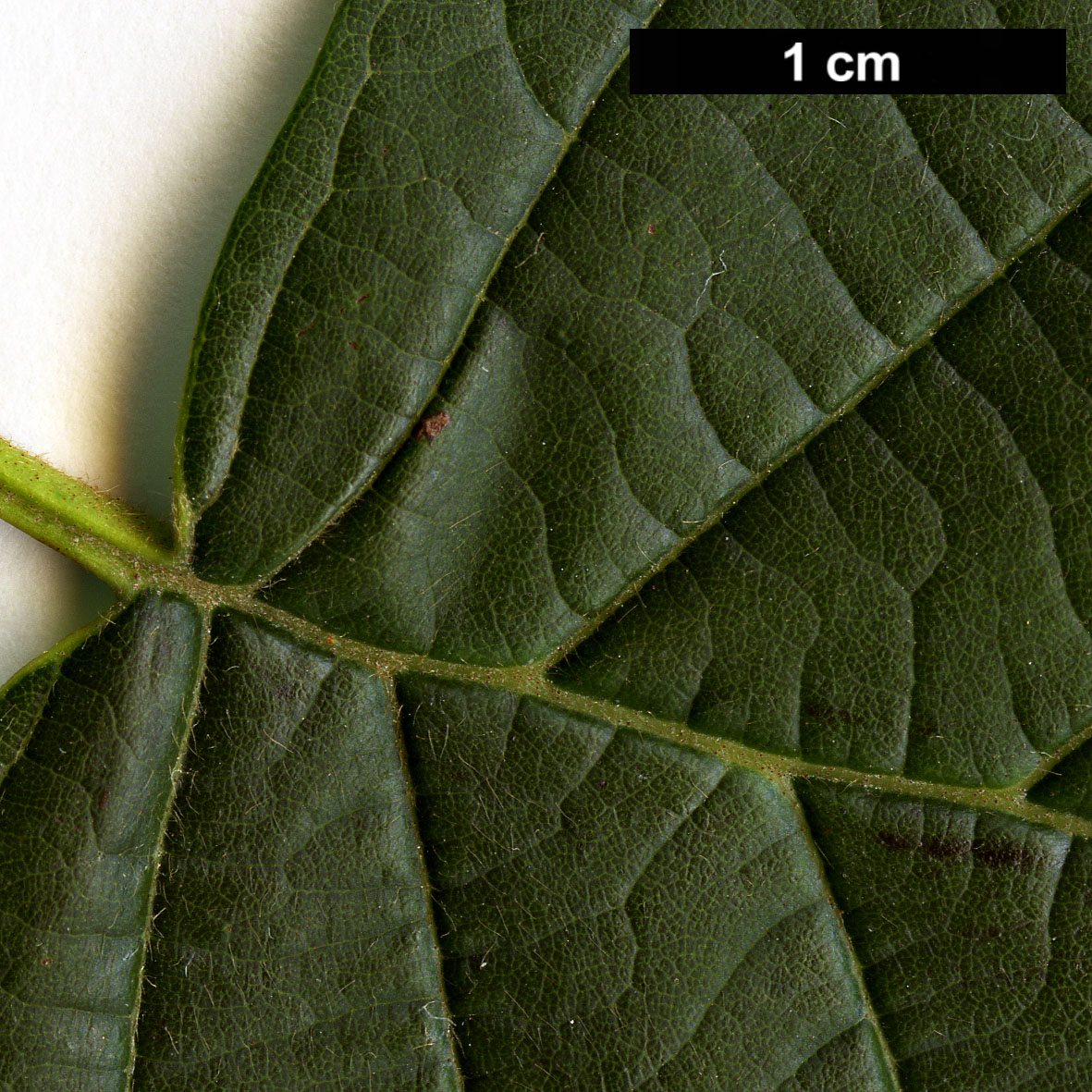 High resolution image: Family: Betulaceae - Genus: Alnus - Taxon: hirsuta