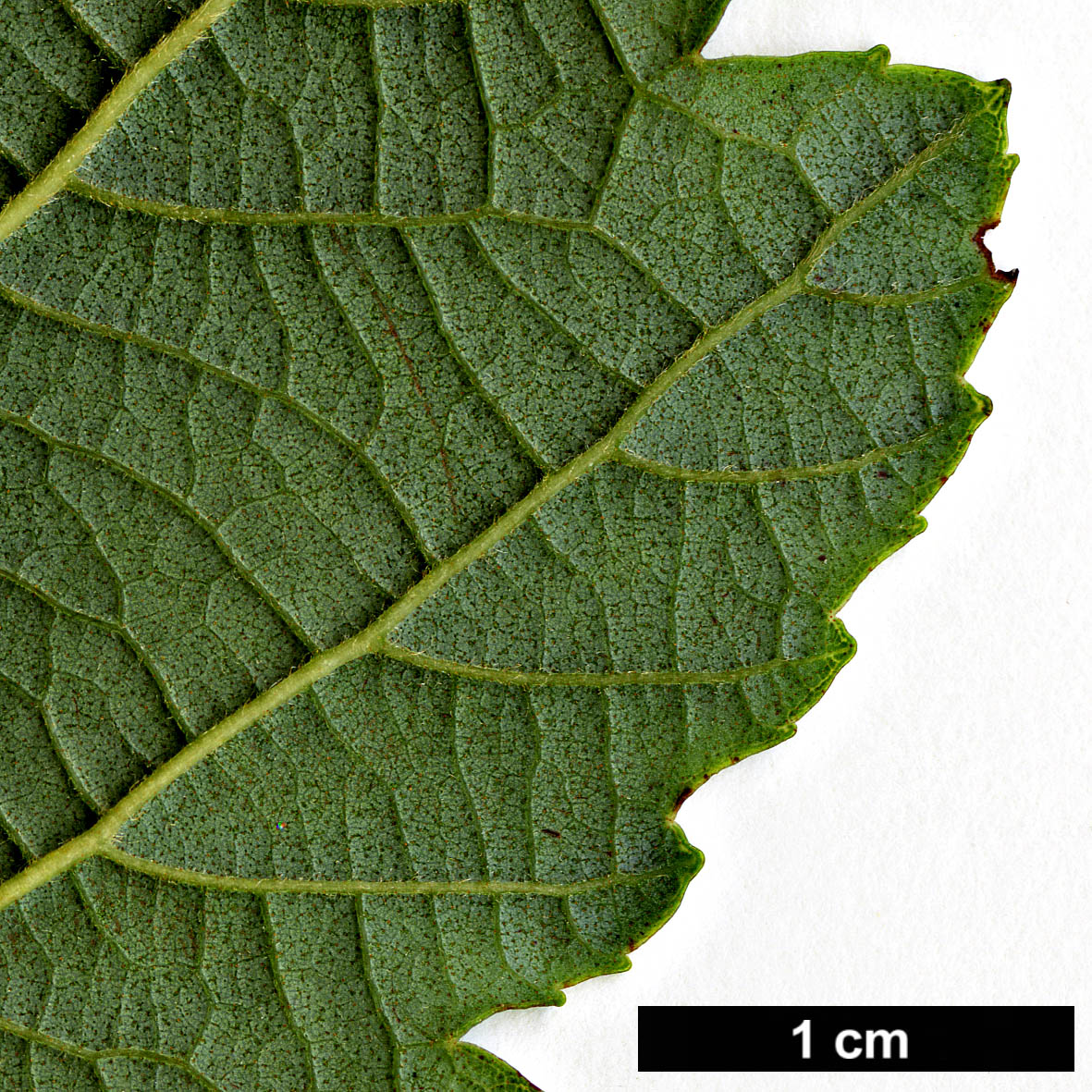 High resolution image: Family: Betulaceae - Genus: Alnus - Taxon: hirsuta